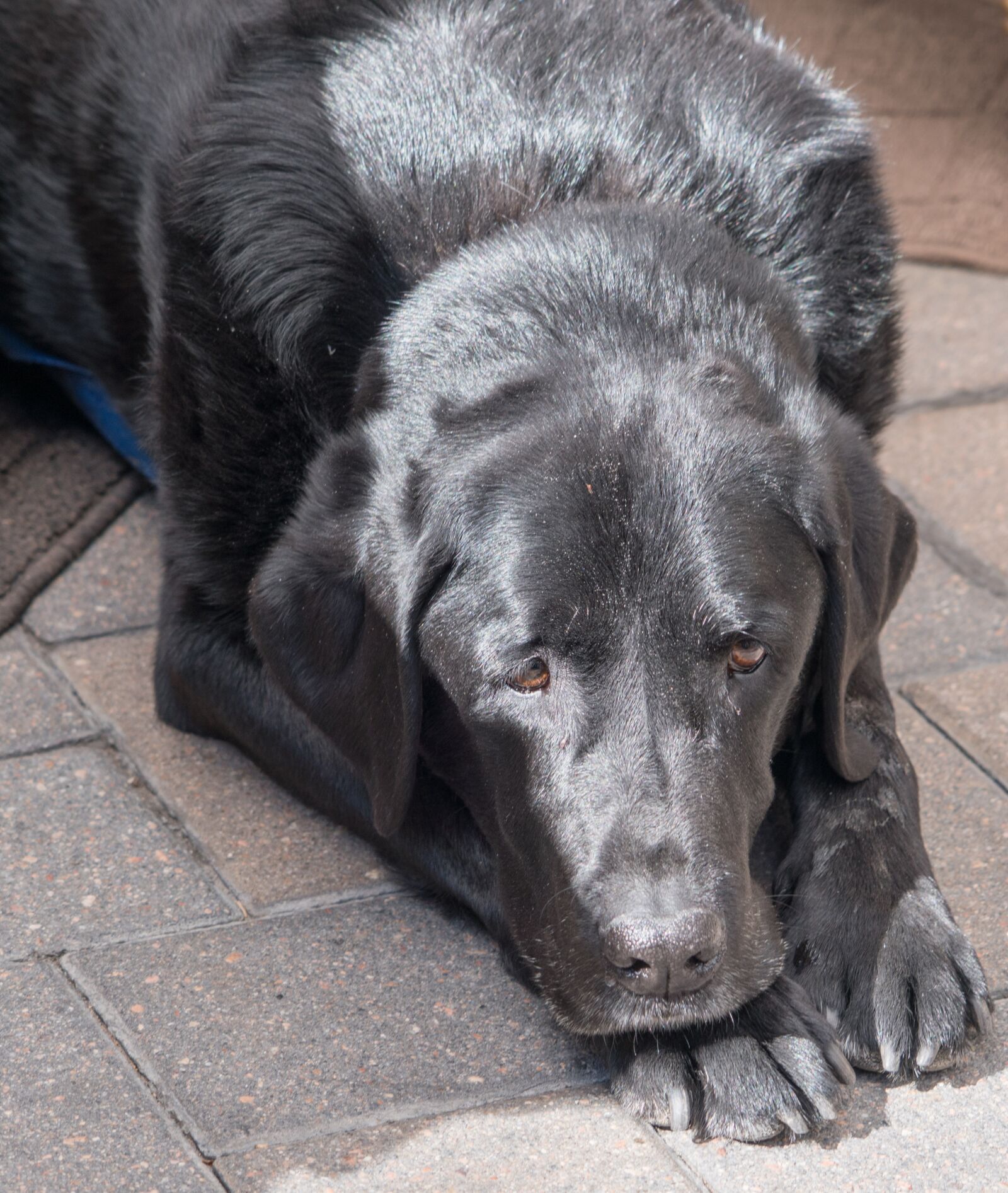 Sony a7R II + Sony FE 24-240mm F3.5-6.3 OSS sample photo. Black labrador, dog, canine photography