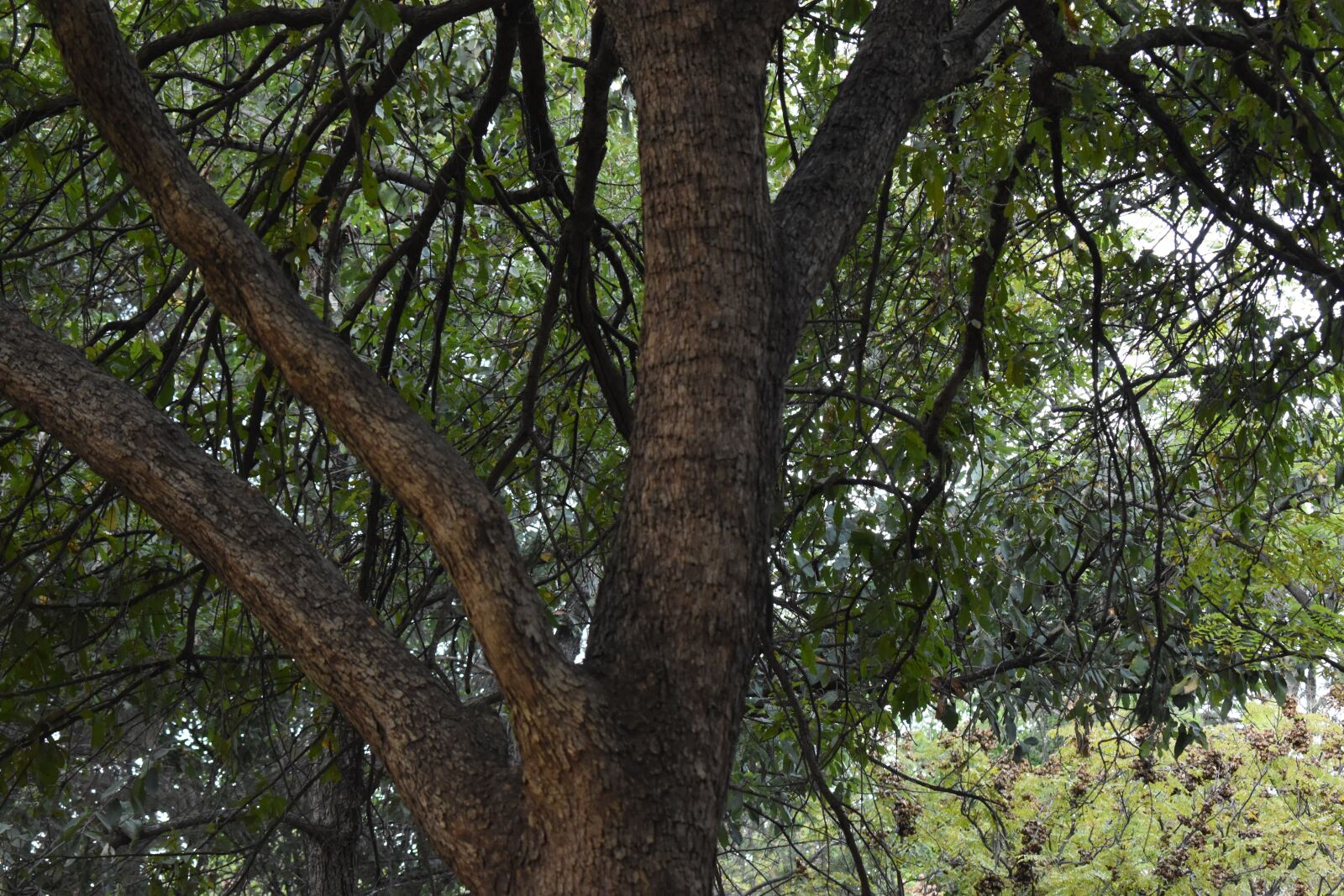 Nikon D3500 sample photo. Tree, green, nature photography