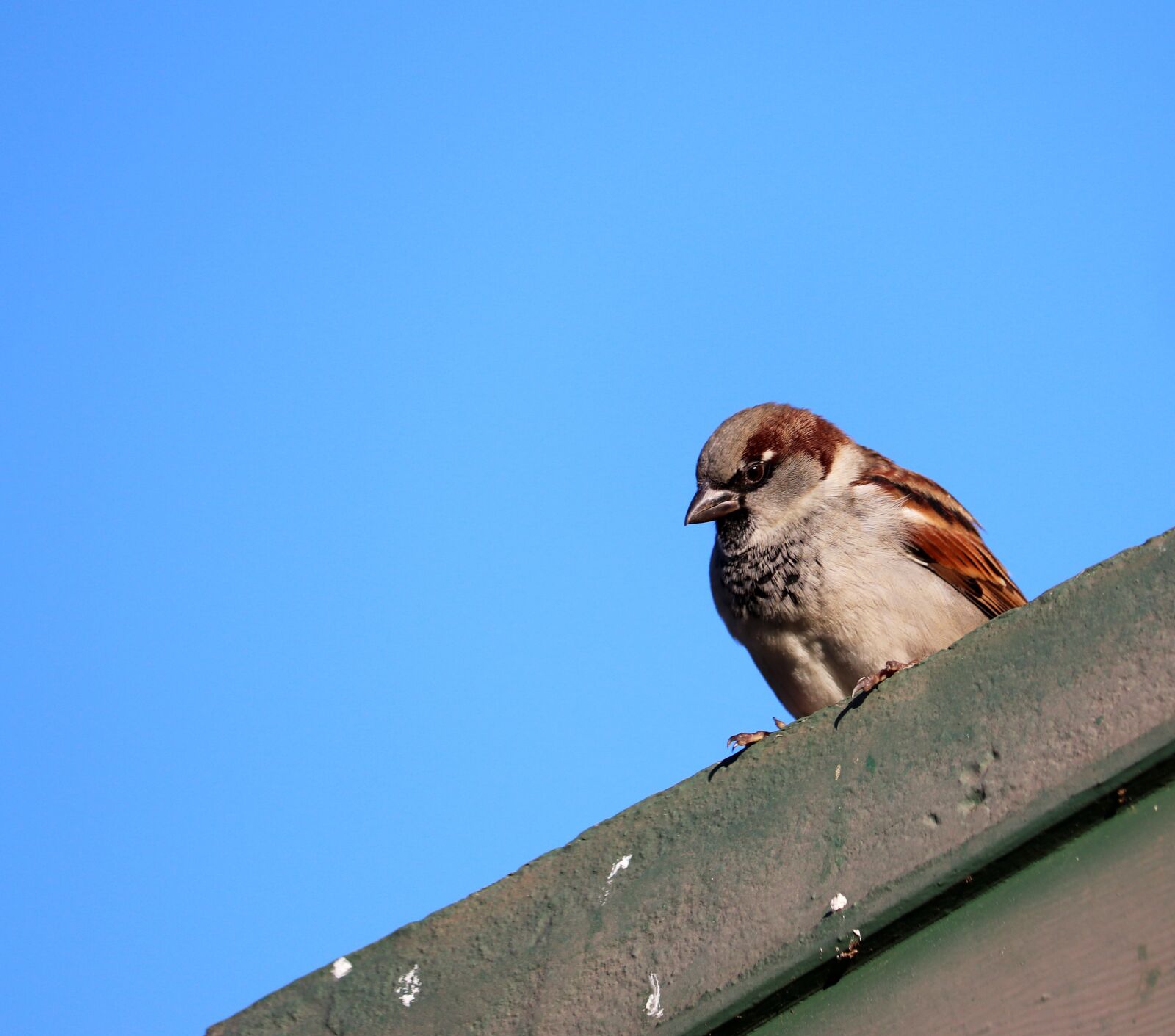Canon EOS 800D (EOS Rebel T7i / EOS Kiss X9i) sample photo. Bird, sparrow, perched photography