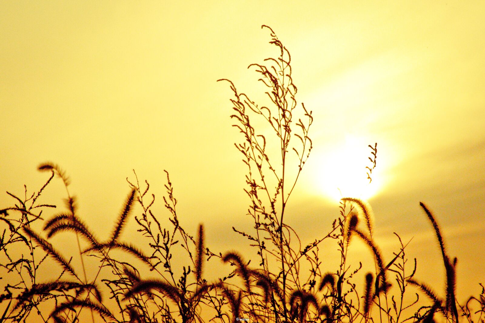 Nikon D5300 sample photo. Autumn, sunset, rice photography