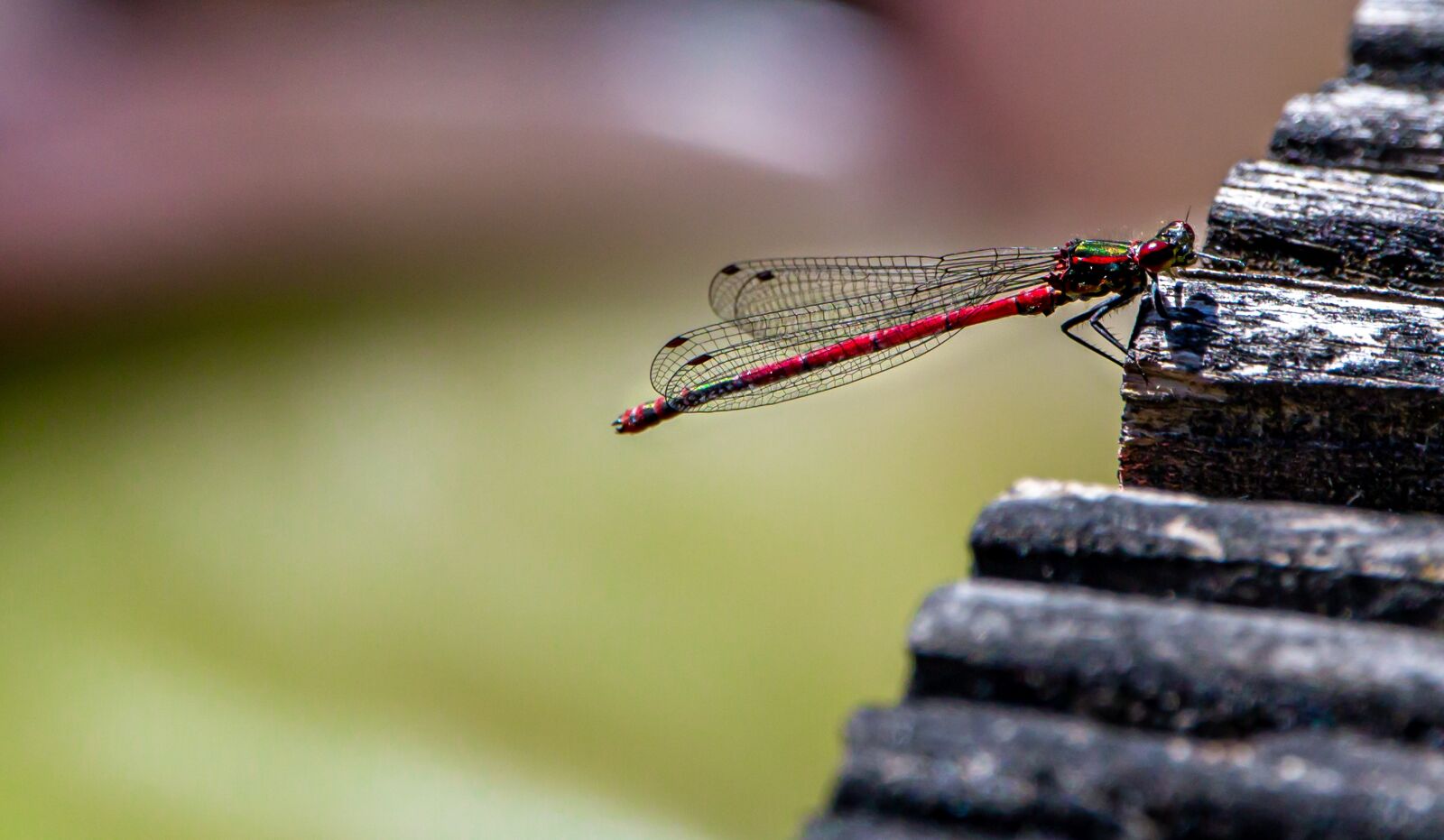 Canon EOS 6D + 150-600mm F5-6.3 DG OS HSM | Contemporary 015 sample photo. Pyrrhosama nymphula, dragonfly, adonis photography