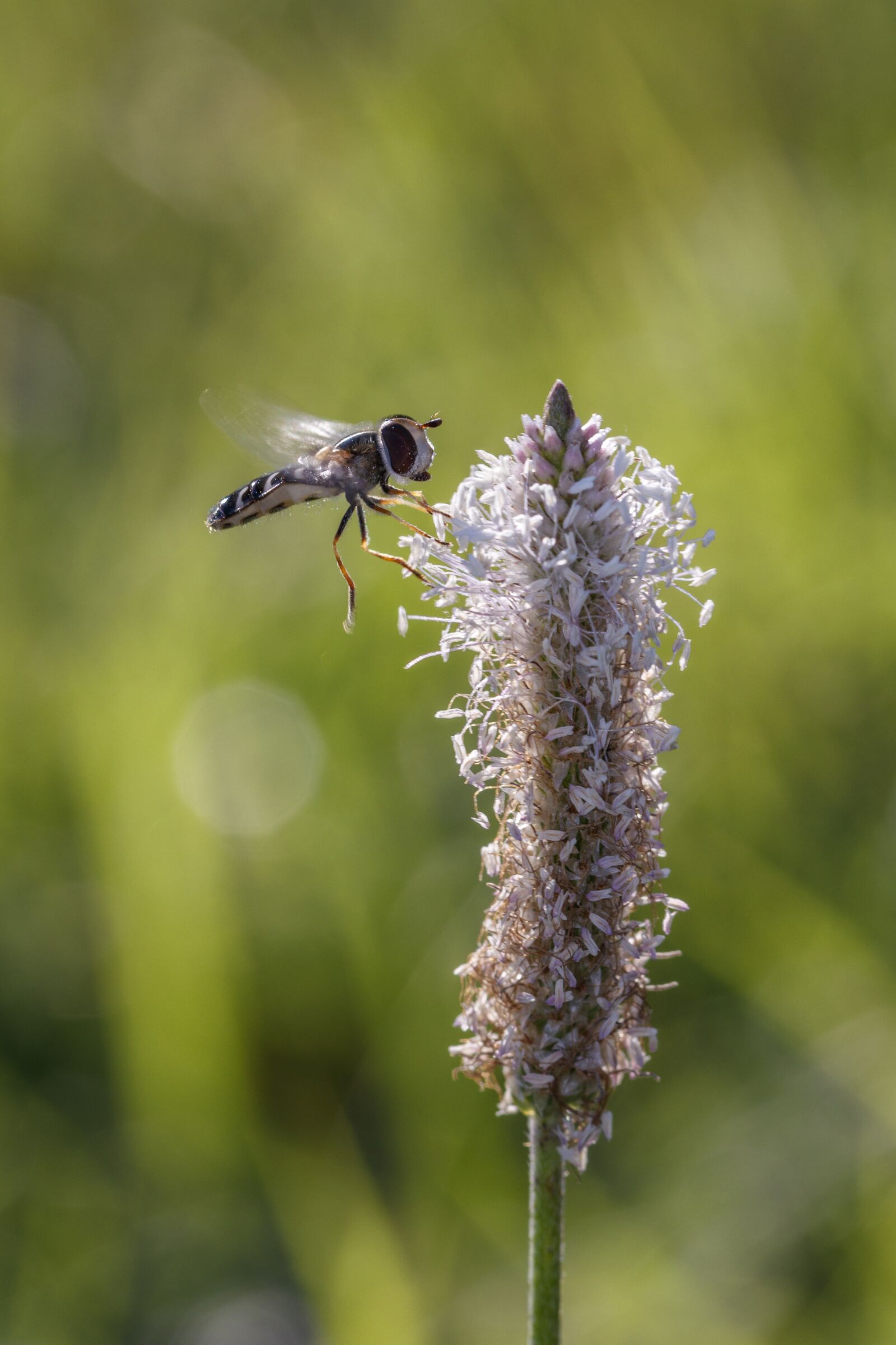 Canon EOS 80D sample photo. Insect, macro, close up photography