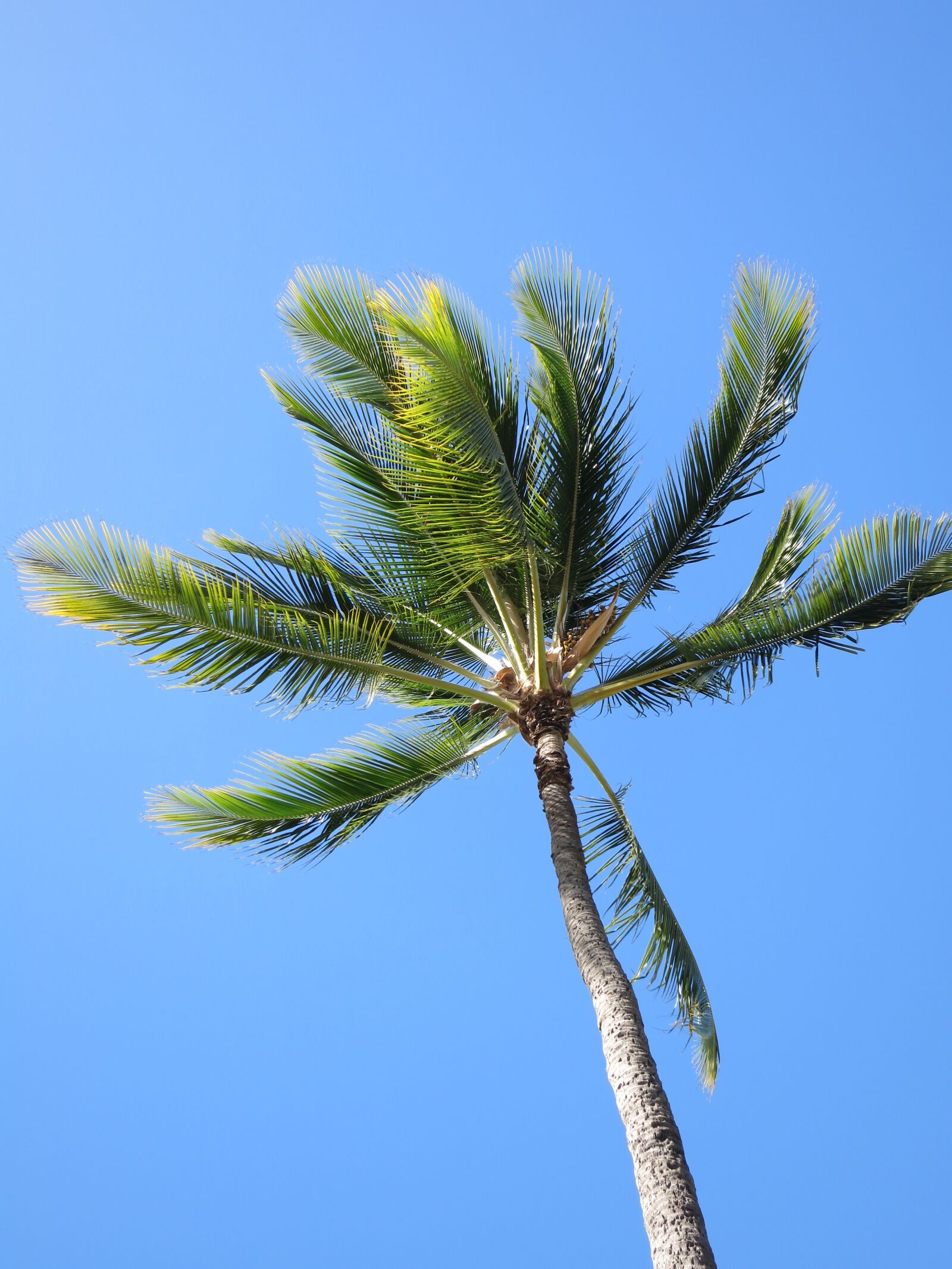 Canon PowerShot S110 sample photo. Palm, tree, blue photography