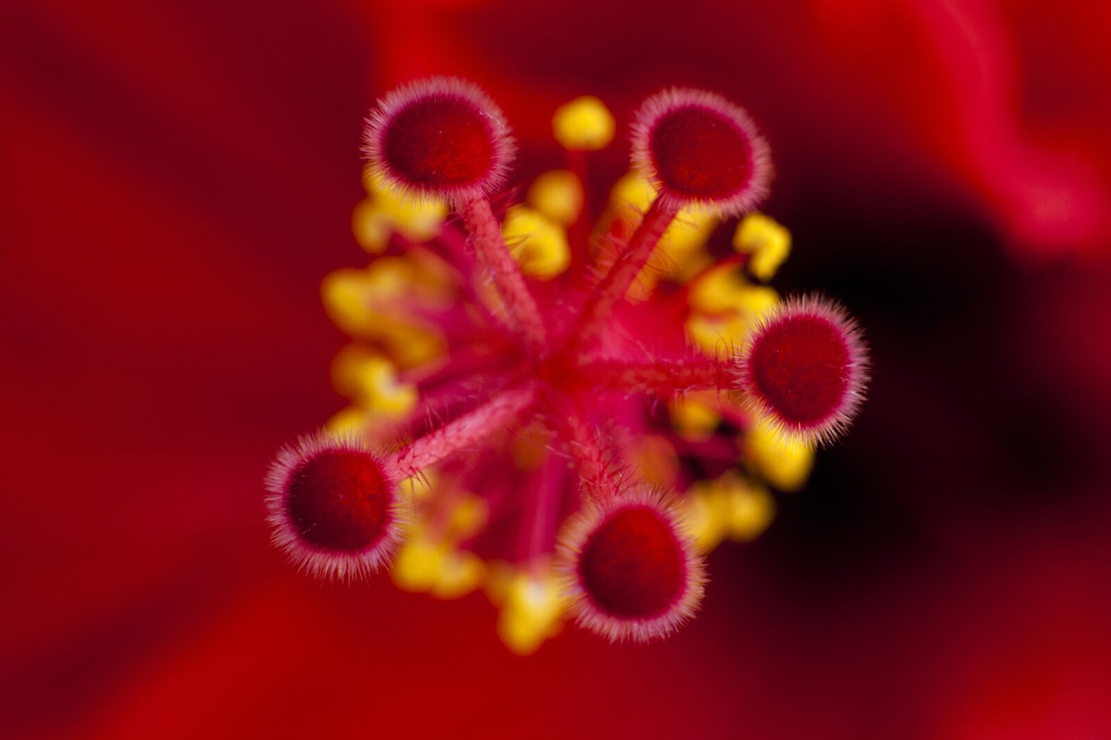 Canon EOS 5D Mark II sample photo. Hibiscus, flower, floral photography