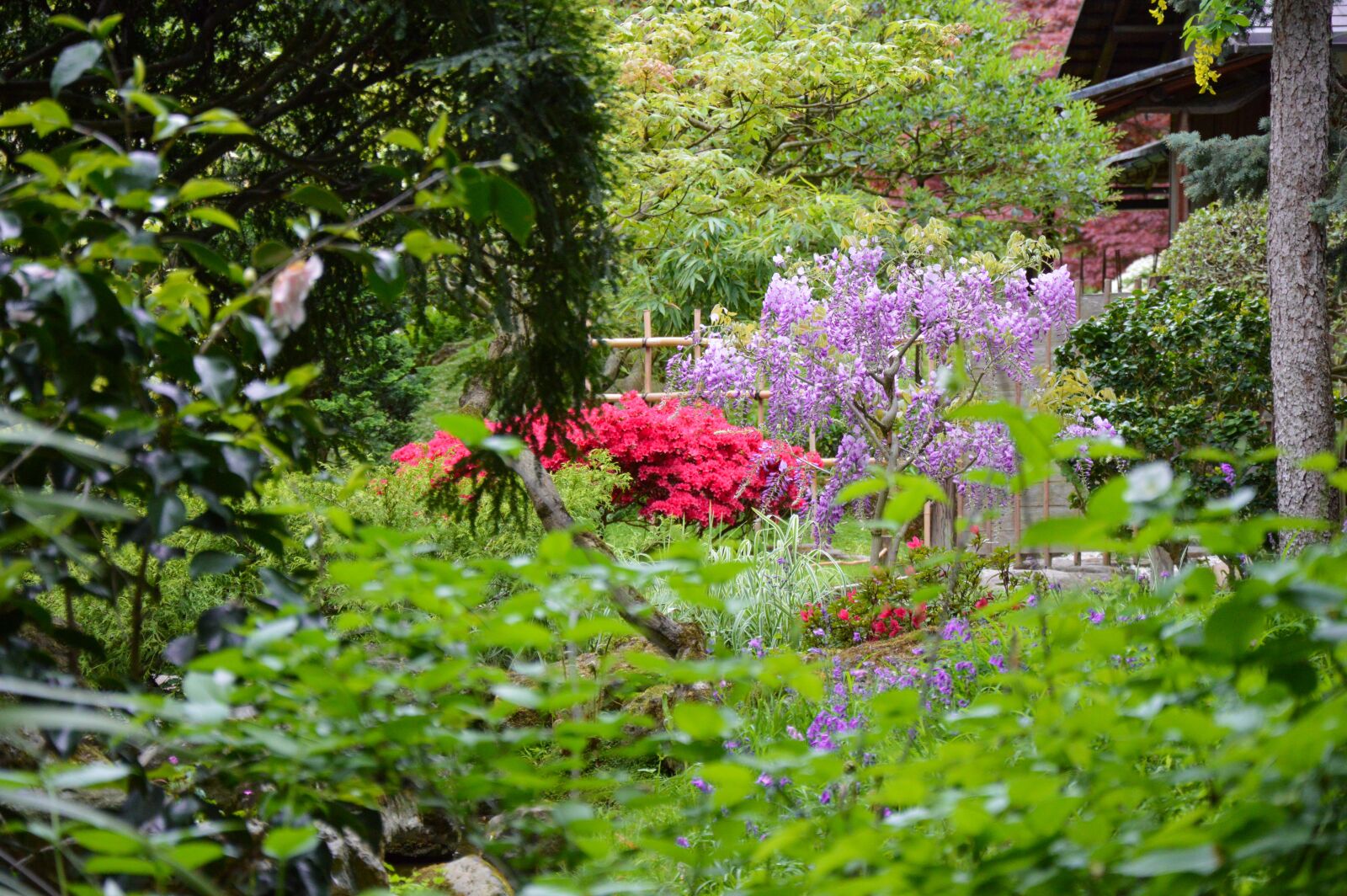 Nikon D3200 sample photo. Japanese garden, flowers, garden photography