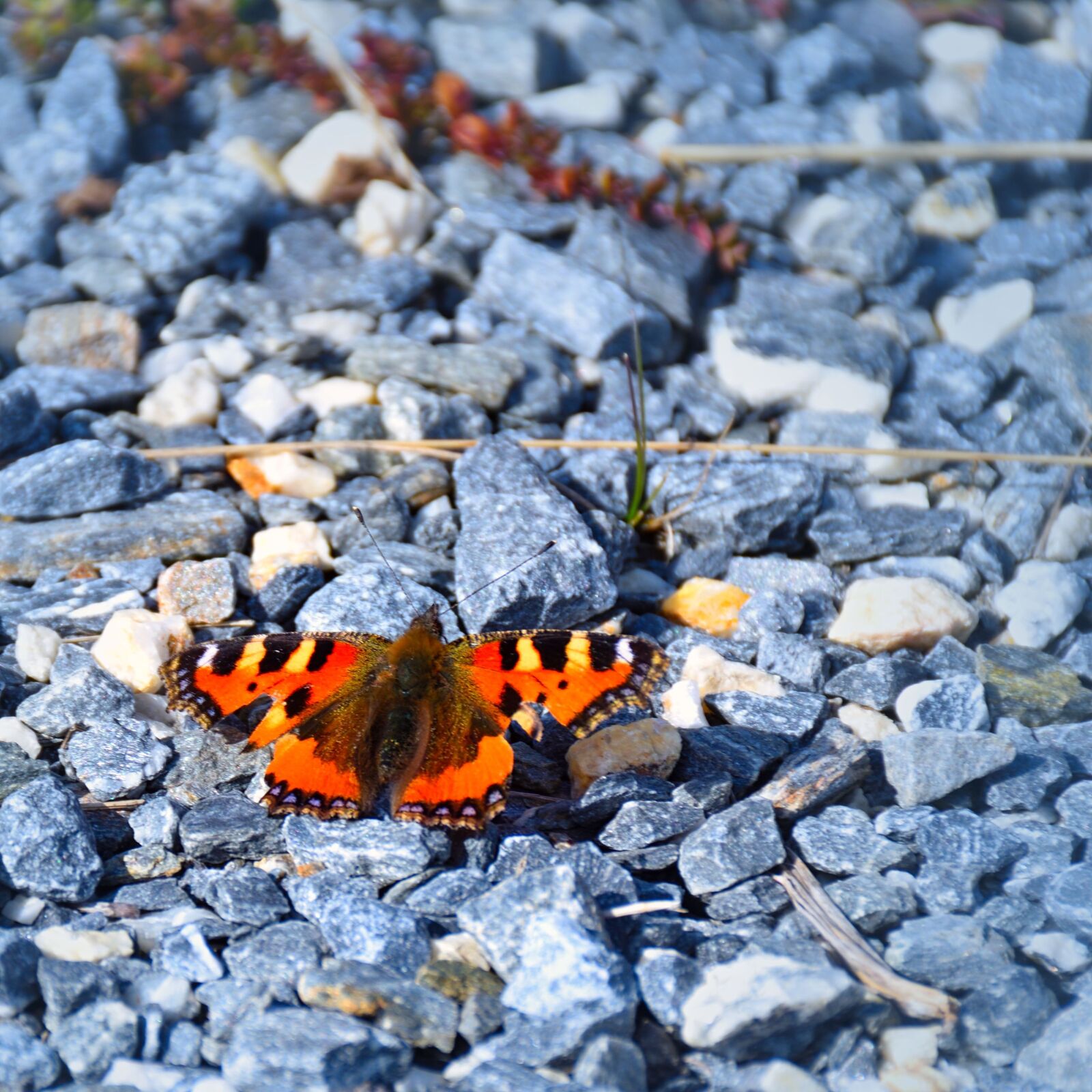 Nikon D5500 sample photo. Butterfly, pebble, nature photography