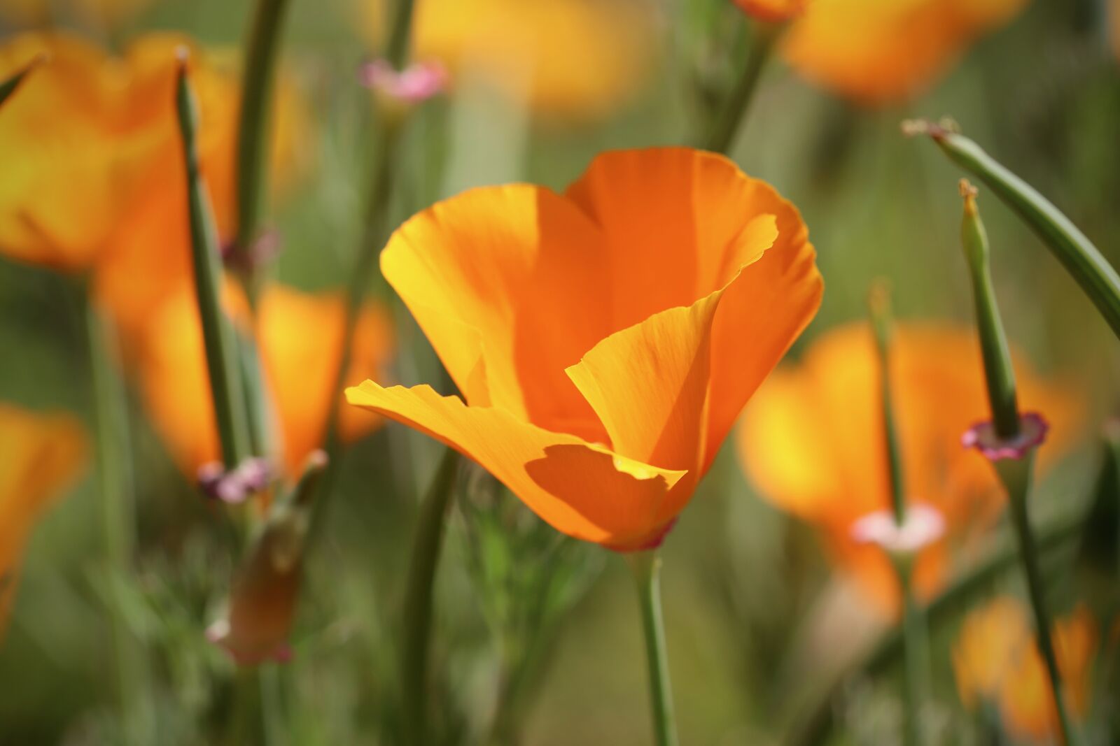 Canon EOS 800D (EOS Rebel T7i / EOS Kiss X9i) + Canon EF 100mm F2.8L Macro IS USM sample photo. Gold poppy, poppy flower photography