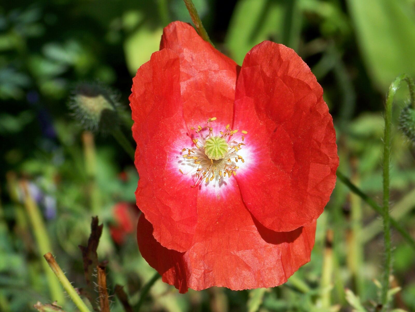 Kodak Z612 ZOOM DIGITAL CAMERA sample photo. Poppy, red, flower photography