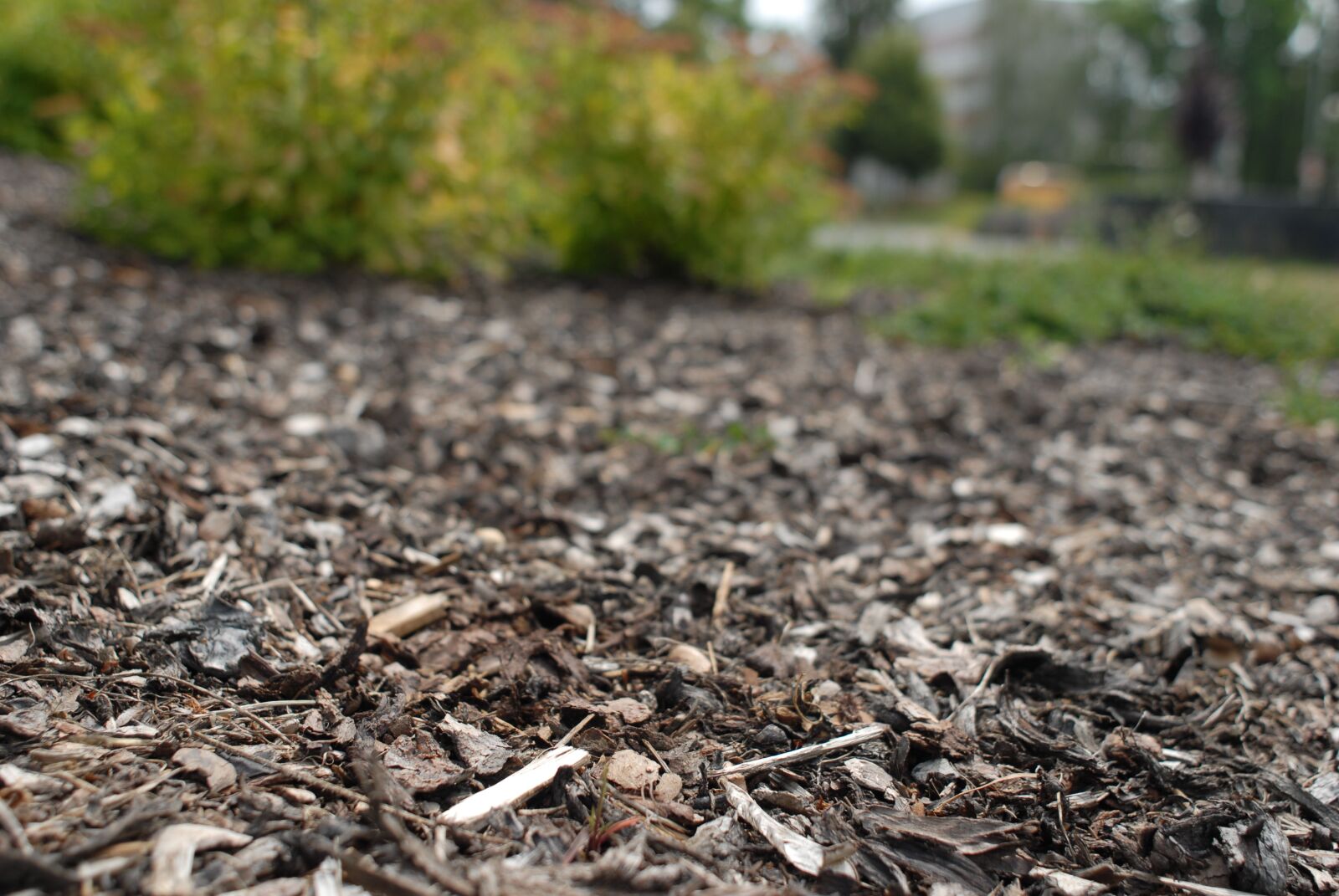 Nikon D200 sample photo. Bark, city, nature photography