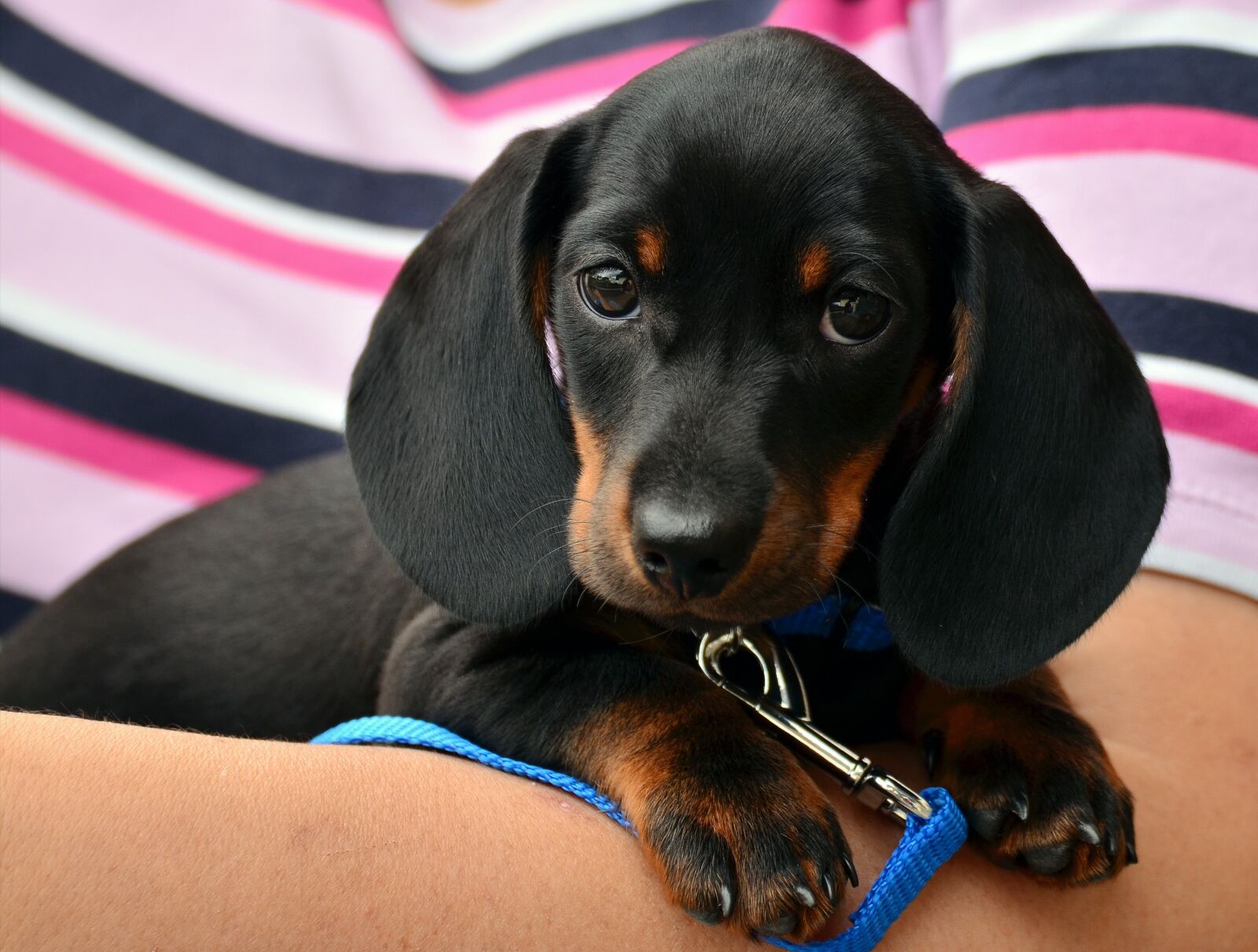 Nikon D5100 sample photo. Dachshund, puppy, young animal photography