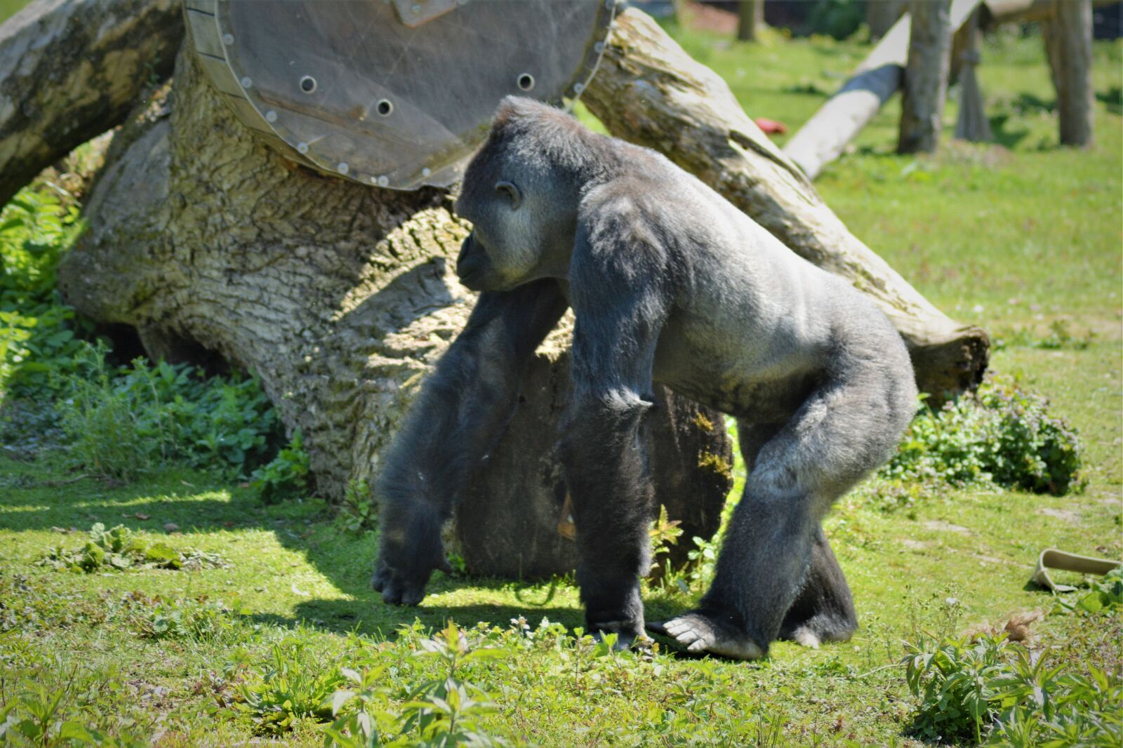 Nikon D5200 sample photo. Animal, gorilla, mountain photography