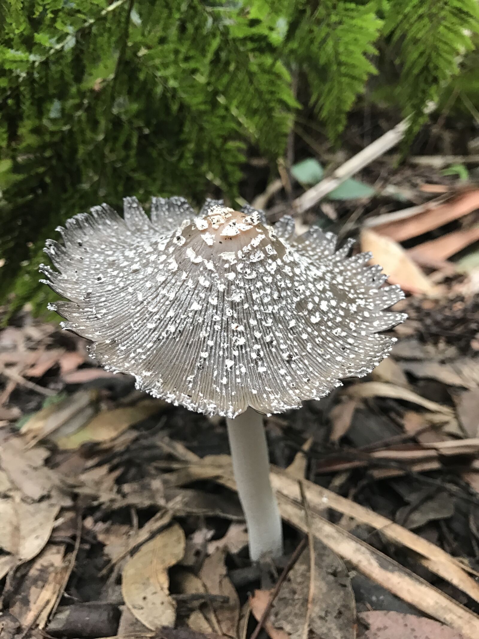 Apple iPhone 7 sample photo. Mushroom, nature, fairy photography