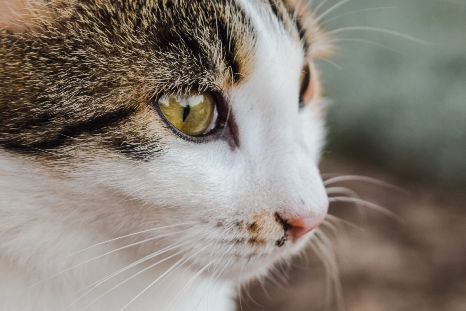 Nikon D3300 sample photo. Cat, stray, young photography