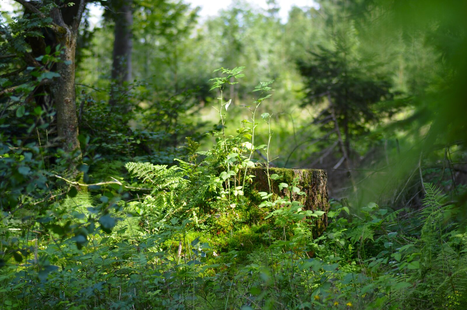 Nikon D300 sample photo. Nature, forest, sunlight photography