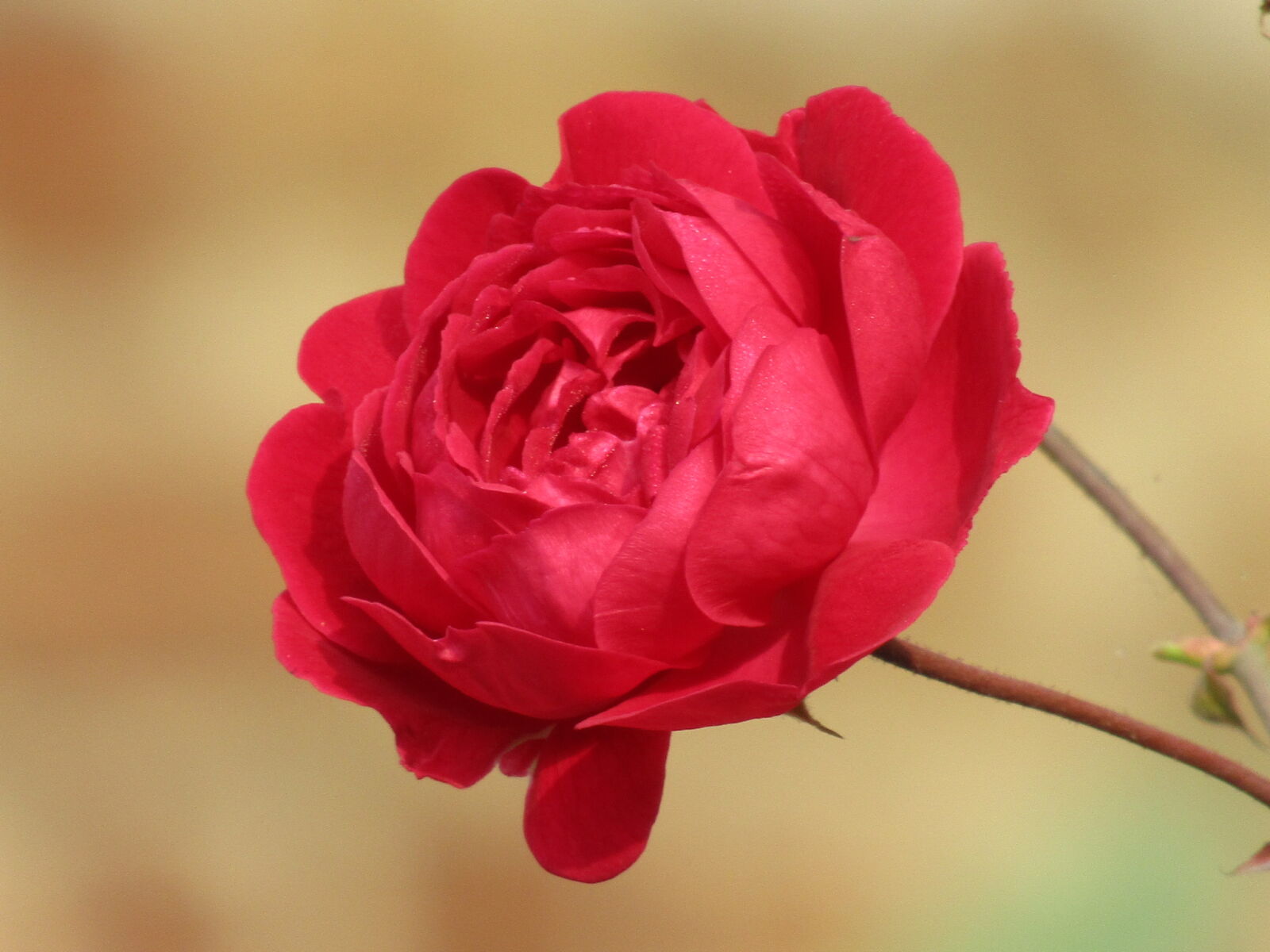 Canon PowerShot SX410 IS sample photo. Rose, roses, rosegold, prose photography