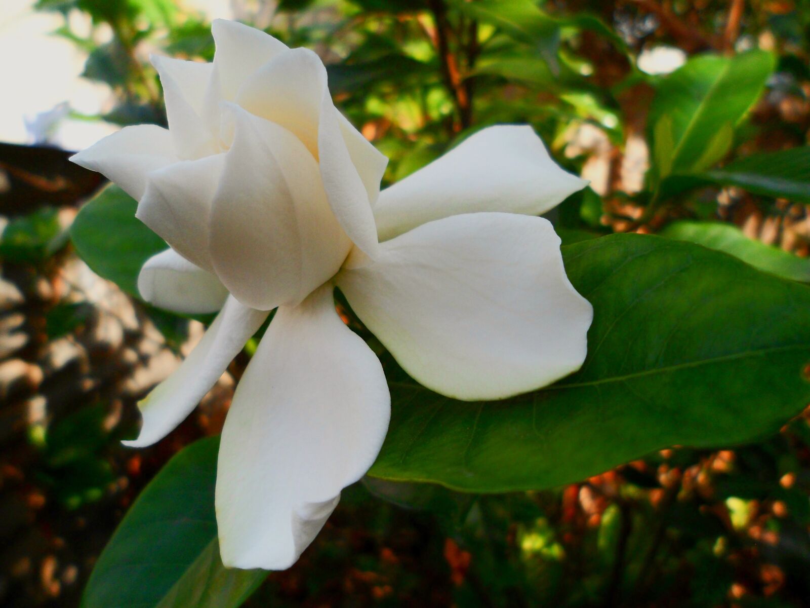 Samsung PL120,PL121 / VLUU PL120,PL121 sample photo. Flower, spring, jasmine photography