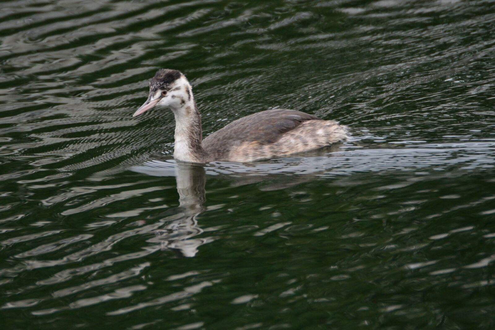 Nikon D800 sample photo. Bird, waters, wild animals photography