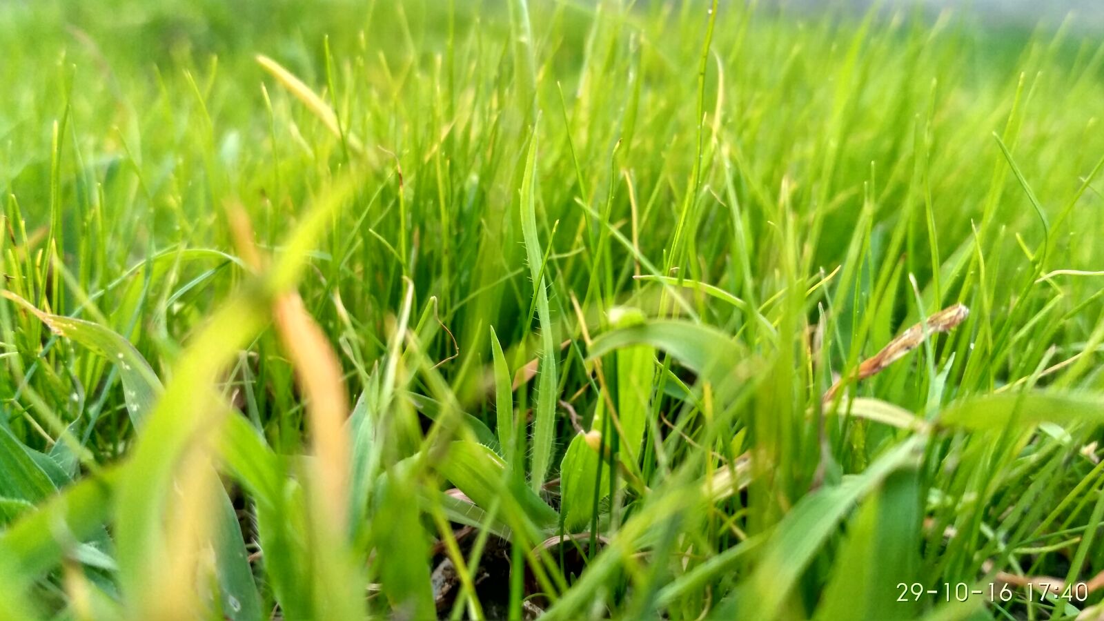 Xiaomi Redmi 3S sample photo. Close, up, of, wheat photography