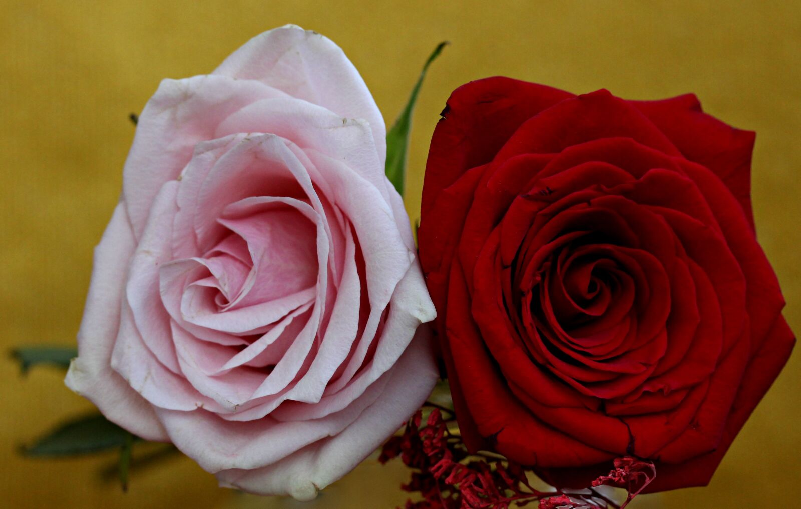 Canon EF-S 60mm F2.8 Macro USM sample photo. Rose, red, pink photography