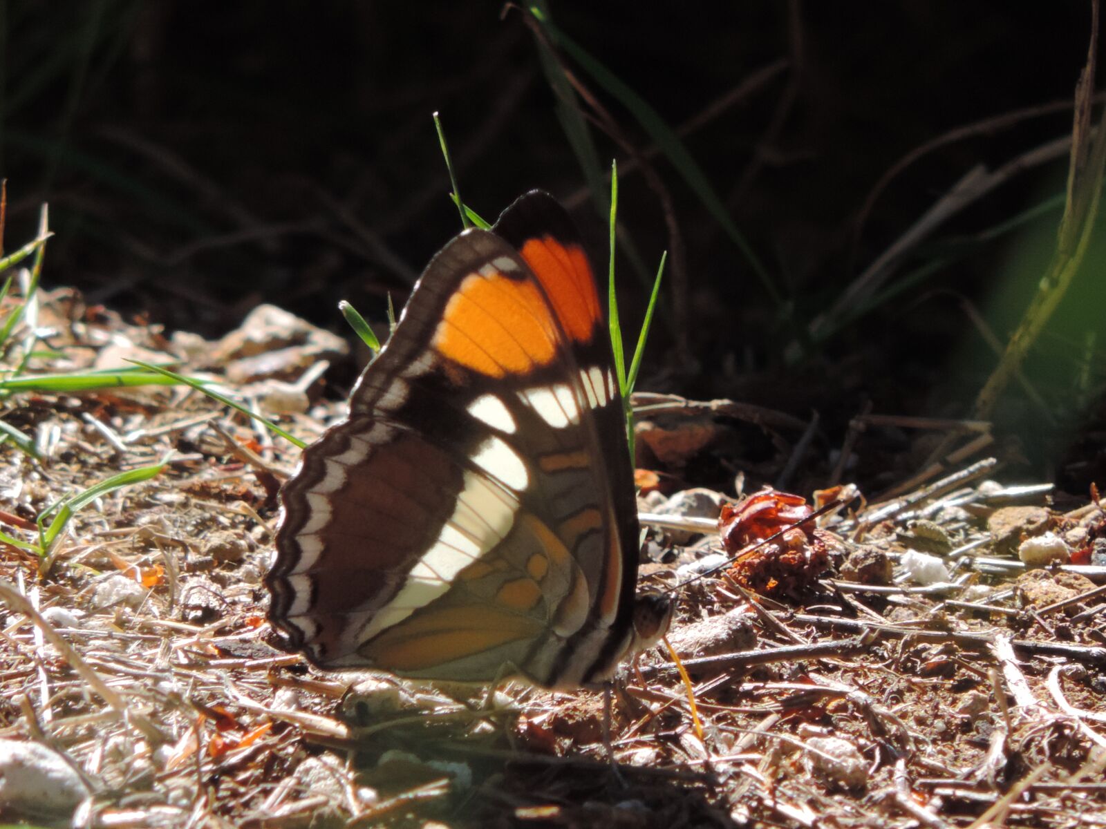 Nikon Coolpix P520 sample photo. Monarch butterfly, wondering, outdoor photography
