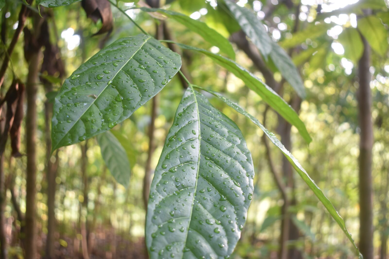 Nikon D3400 sample photo. Dew, leaf, fresh photography