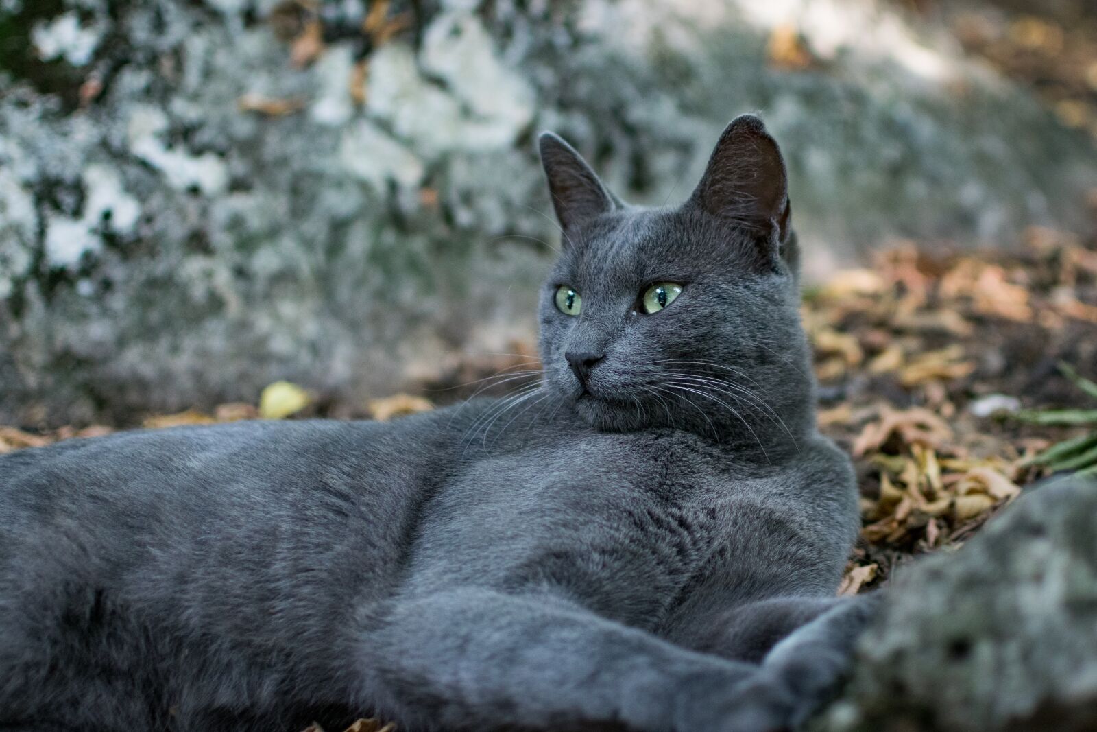 Nikon D3300 sample photo. Nature, animal, mammal photography