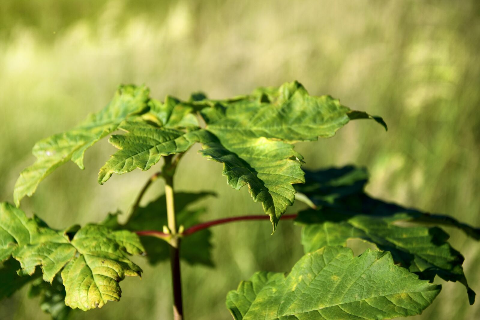 Nikon D5300 sample photo. Leaf, plant, green photography