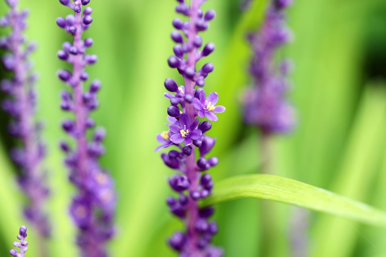 Canon EOS 7D Mark II sample photo. Plants, nature, forest photography