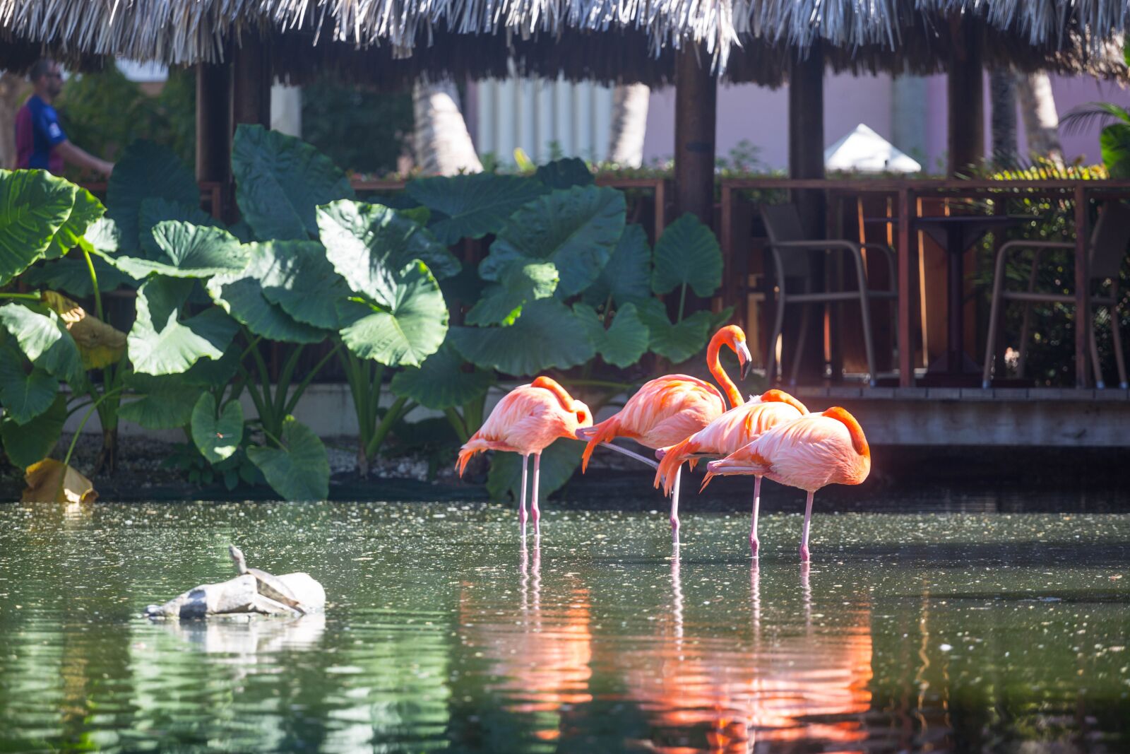 Canon EOS 6D + Canon EF 70-200mm F4L USM sample photo. Dominican republic, sargisova sea photography