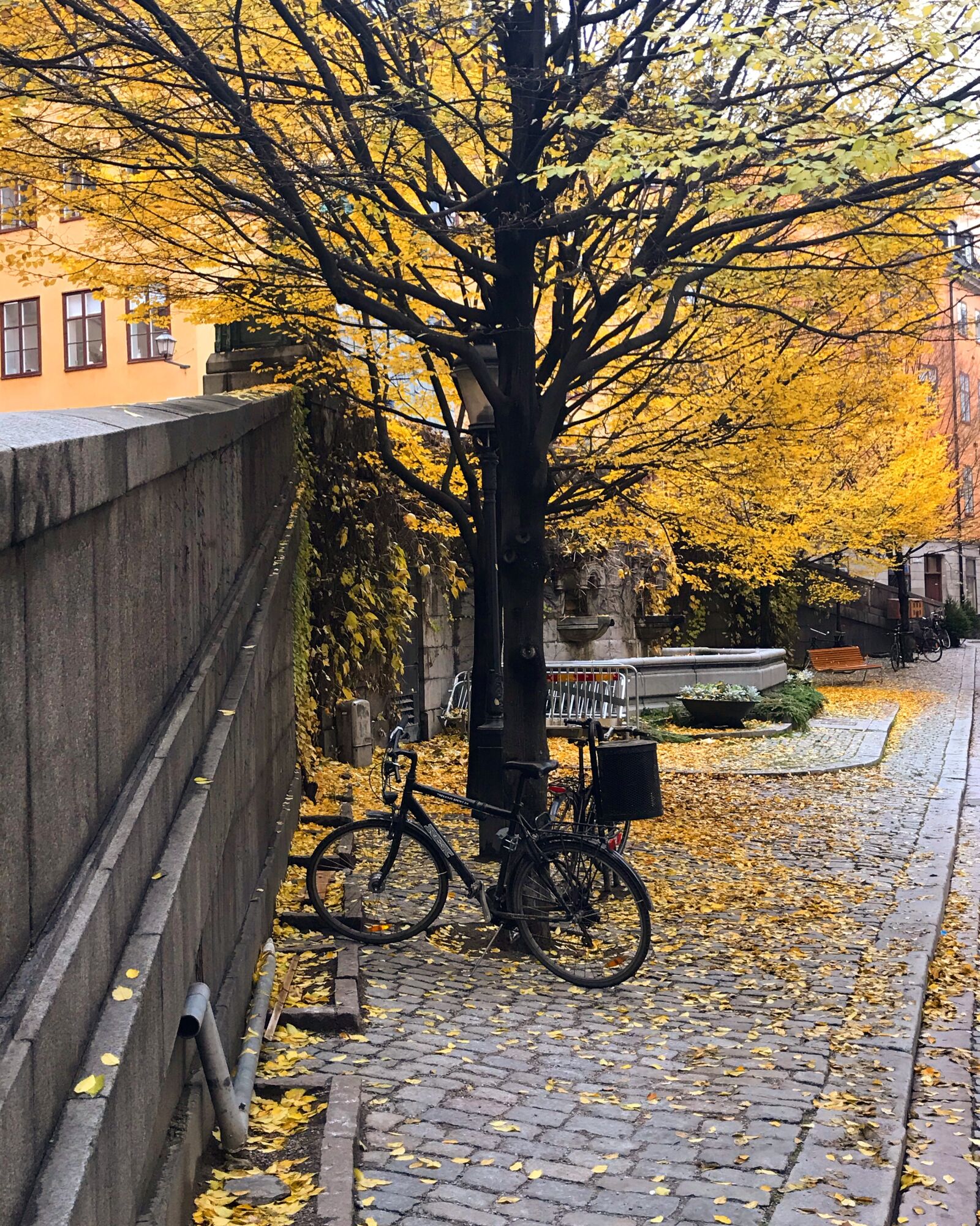 Apple iPhone 7 Plus sample photo. Autumn, cycle, autumn leaves photography