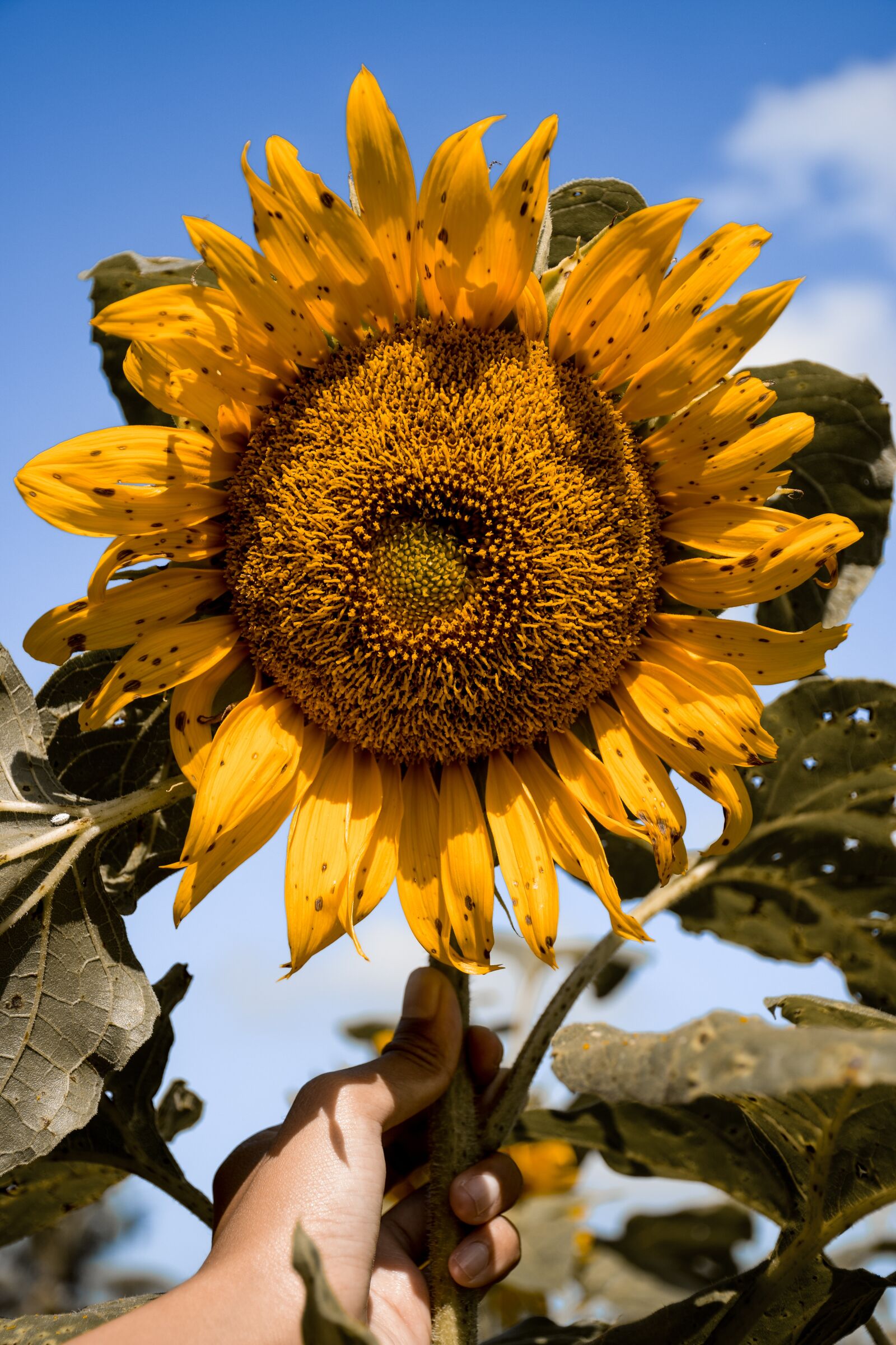 Nikon D5300 sample photo. Flower, sun flower, sunflower photography