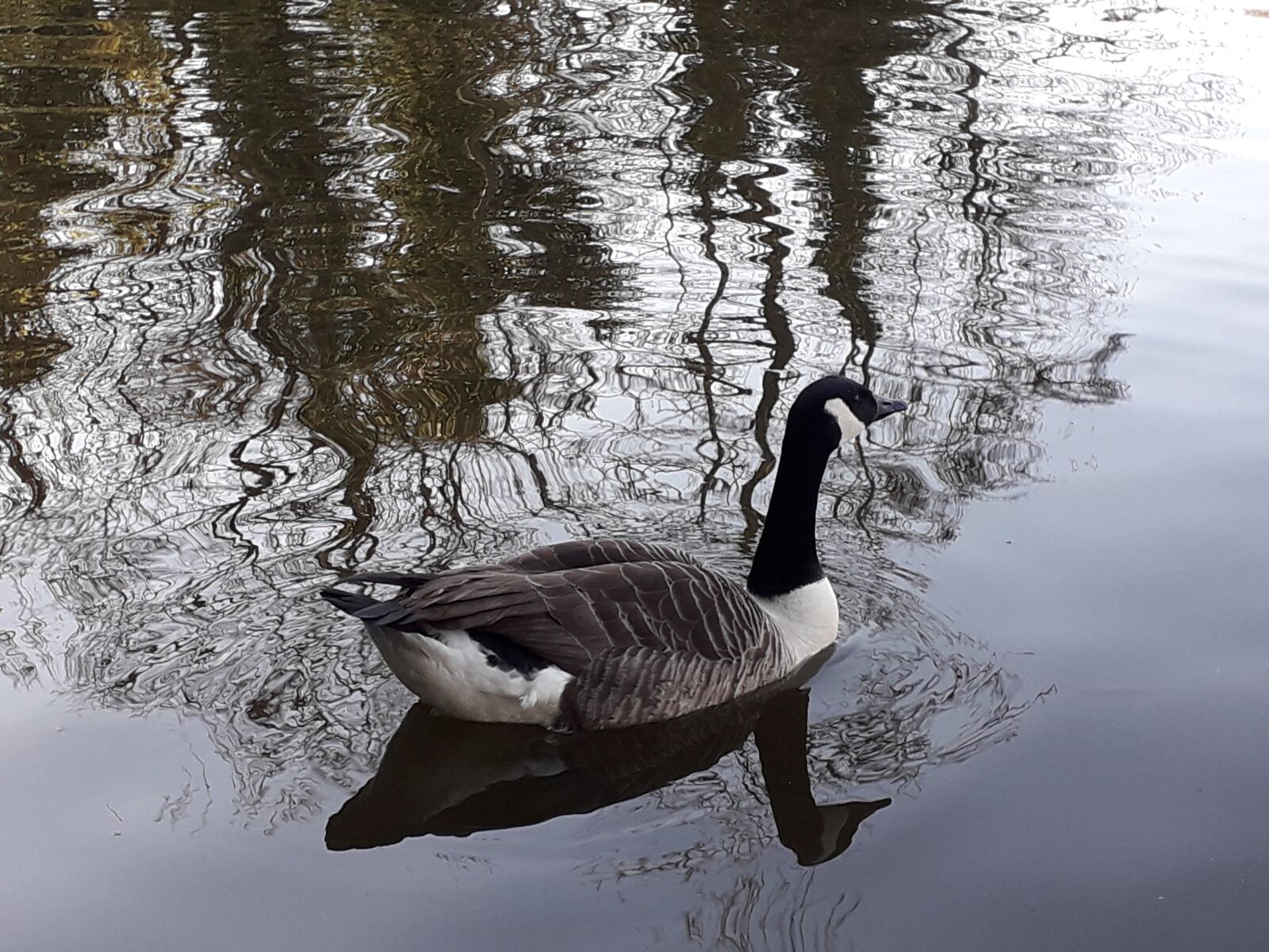 Samsung Galaxy J6 sample photo. Coot, water, reflection photography