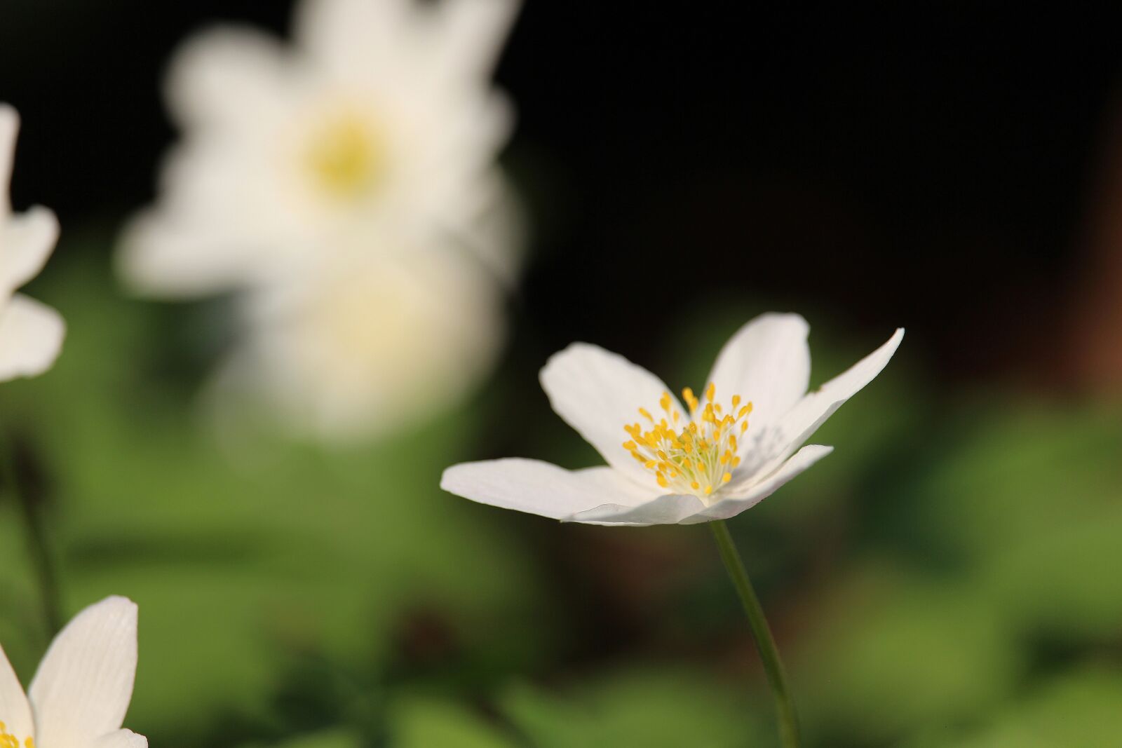 Canon EF-S 55-250mm F4-5.6 IS STM sample photo. Wood anemone, forest flower photography