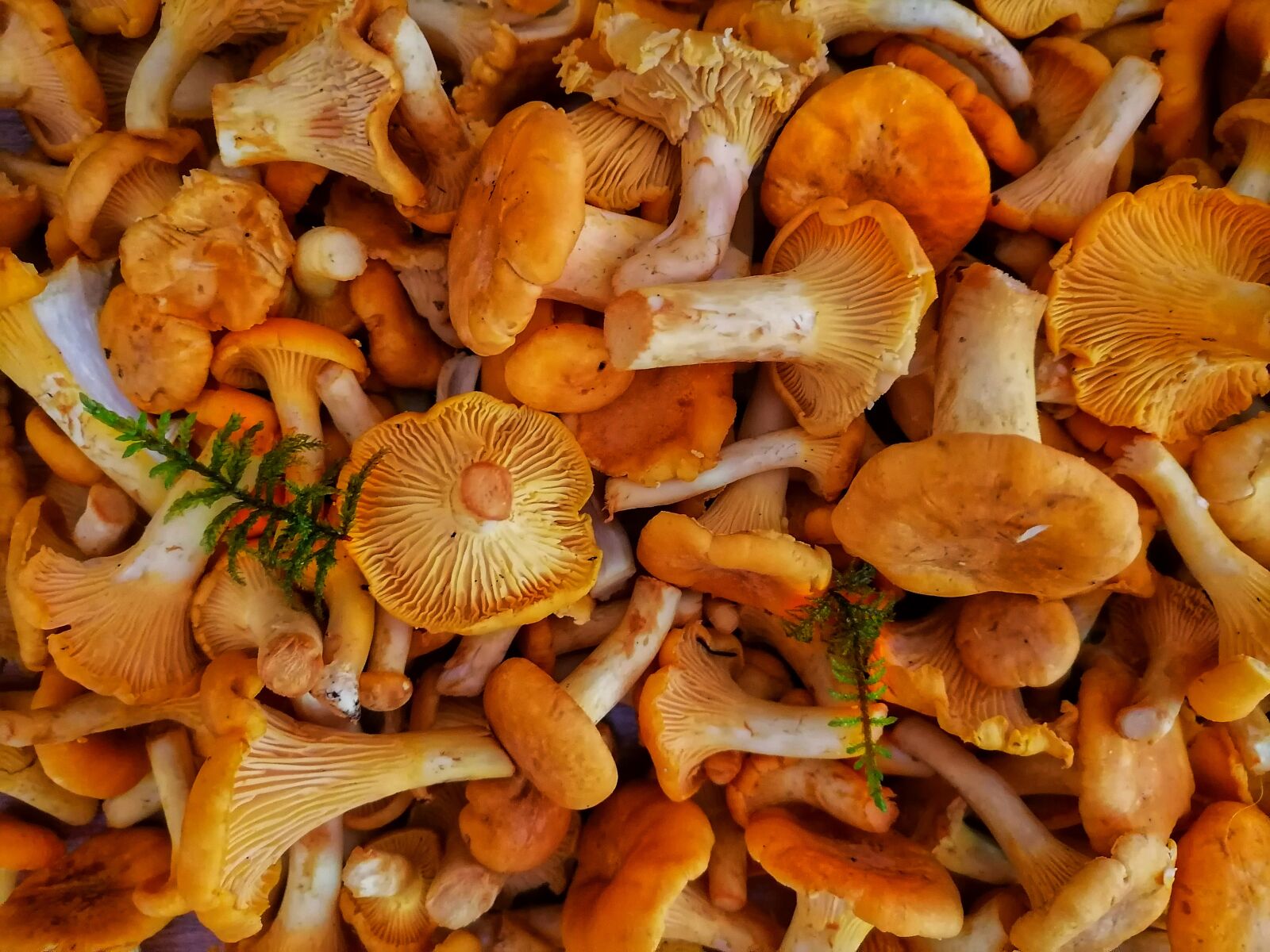 HUAWEI ART-L29 sample photo. Autumn, background of mushrooms photography