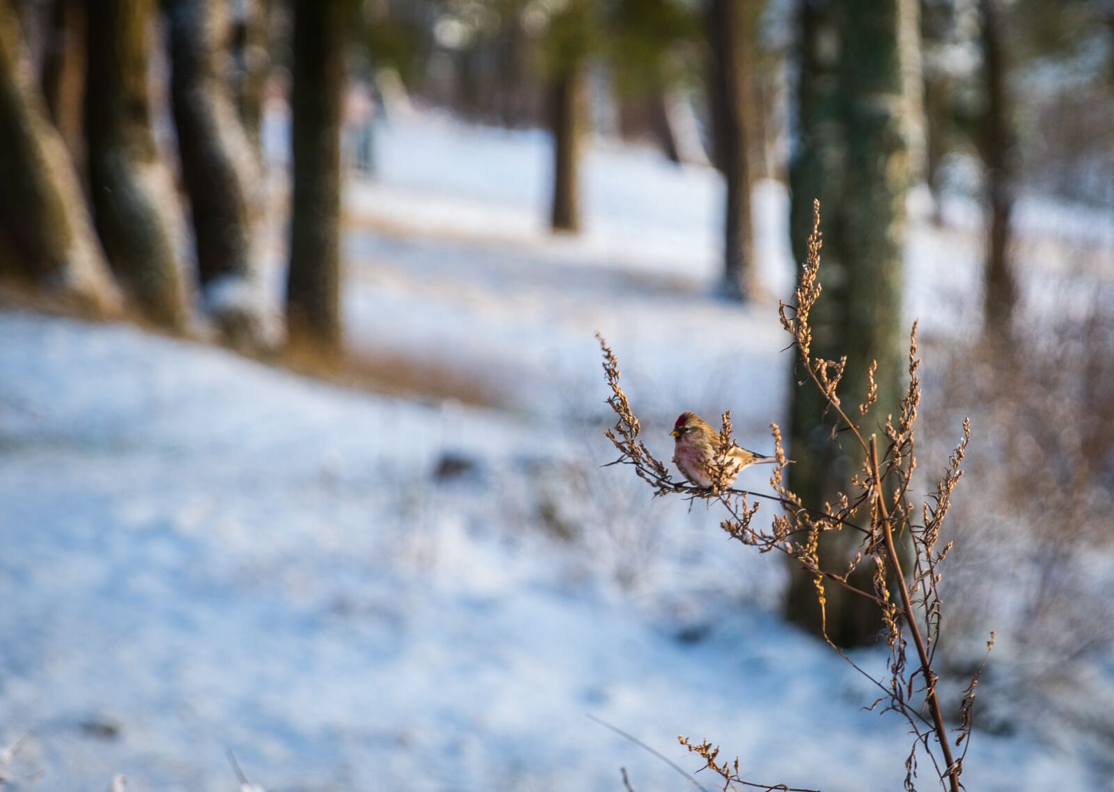 Sony a7R II + Canon EF 24-70mm F2.8L II USM sample photo. Winter, nature, snow photography
