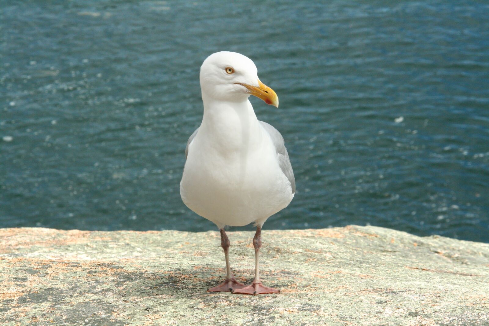 Canon EOS 400D (EOS Digital Rebel XTi / EOS Kiss Digital X) sample photo. Maine, seagull, sea photography