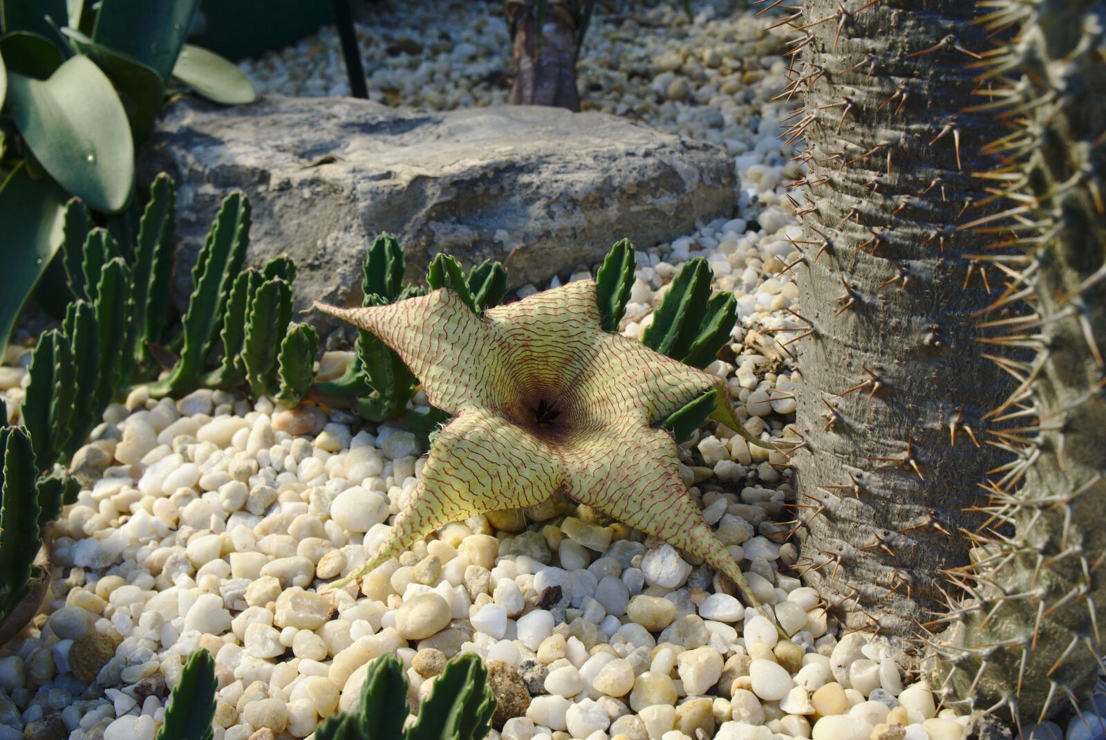 Sony a6000 + Sony E 18-55mm F3.5-5.6 OSS sample photo. Cactus, starfish plant, rocks photography