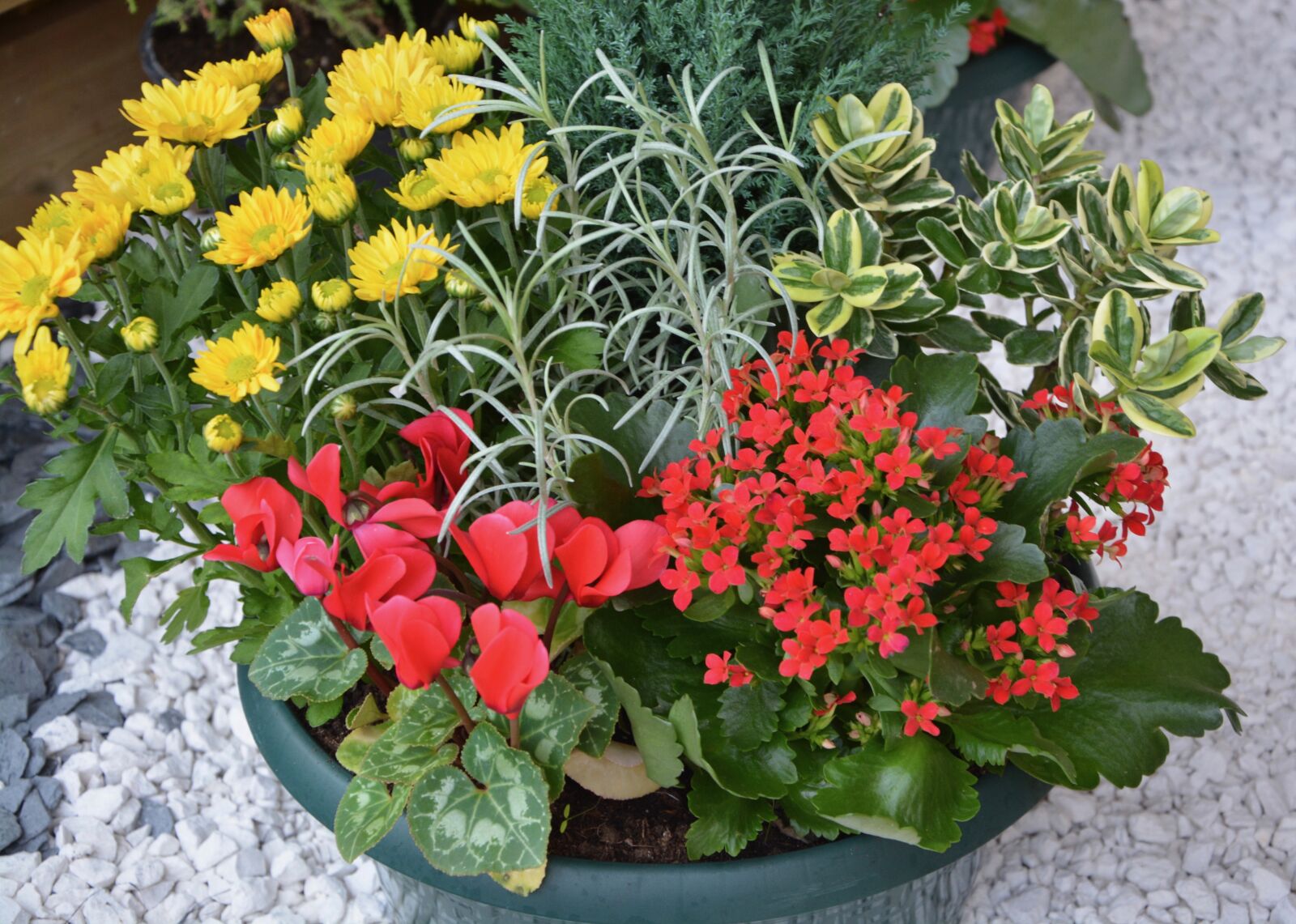 Nikon D5200 sample photo. Flowers, plants, plants flowering photography