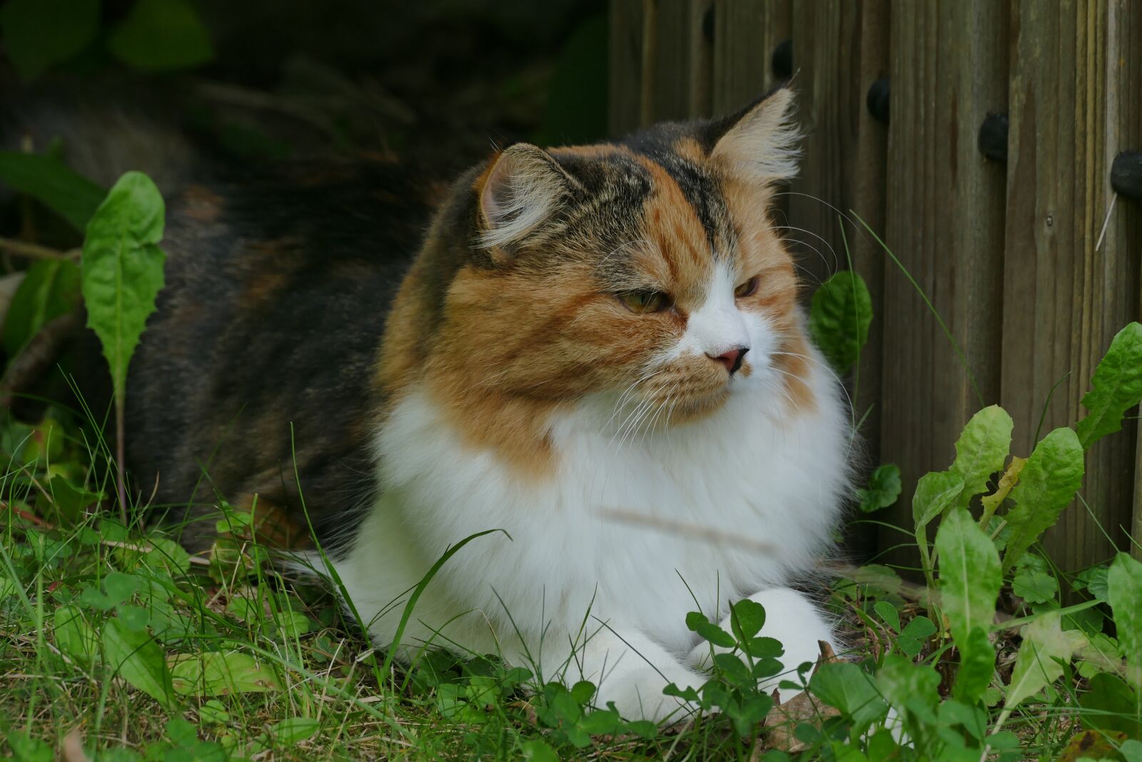 Panasonic Lumix DMC-FZ1000 sample photo. Cat, pet, animal photography