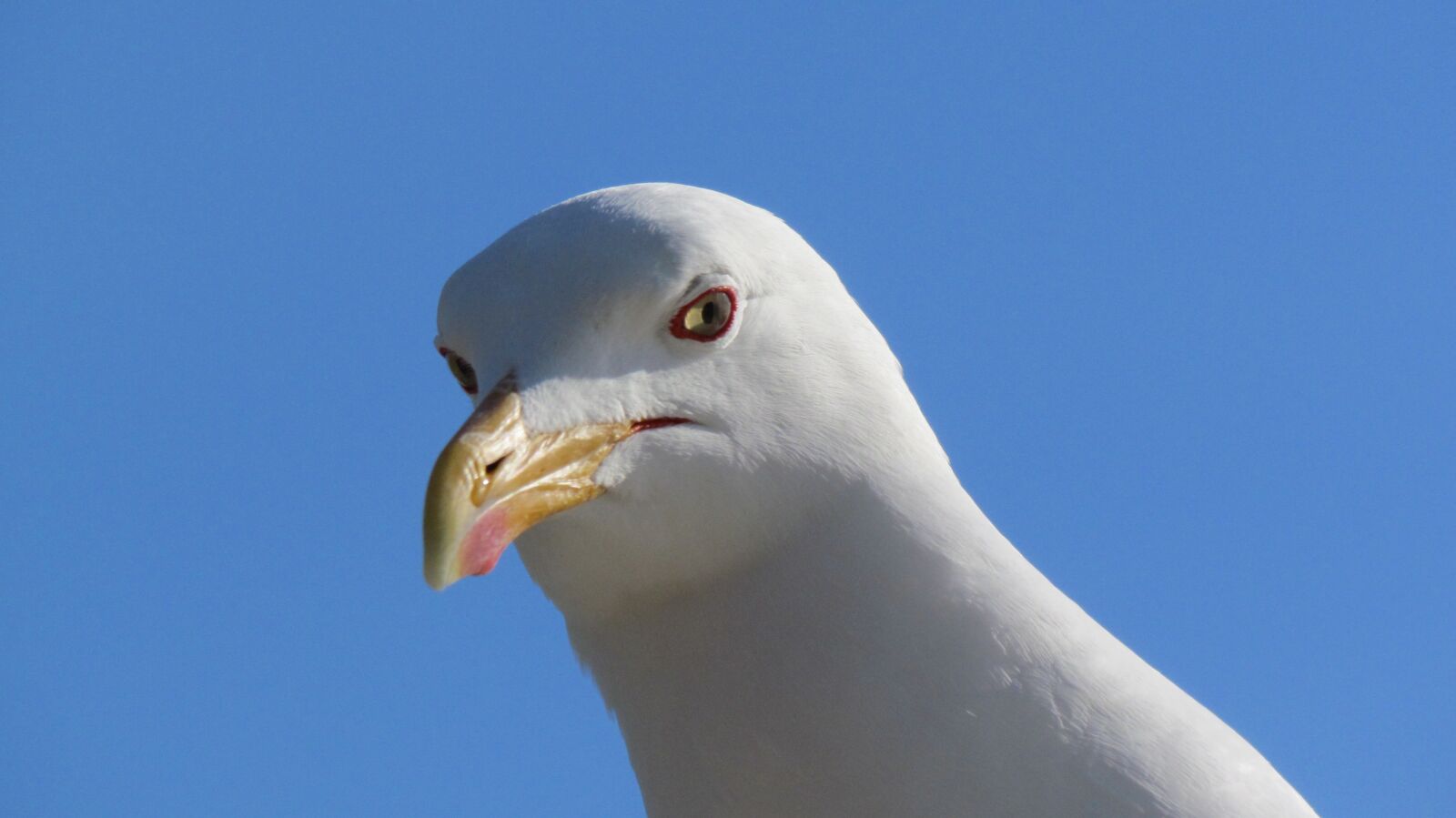 Canon PowerShot SX30 IS sample photo. Seagull, sea, ave photography