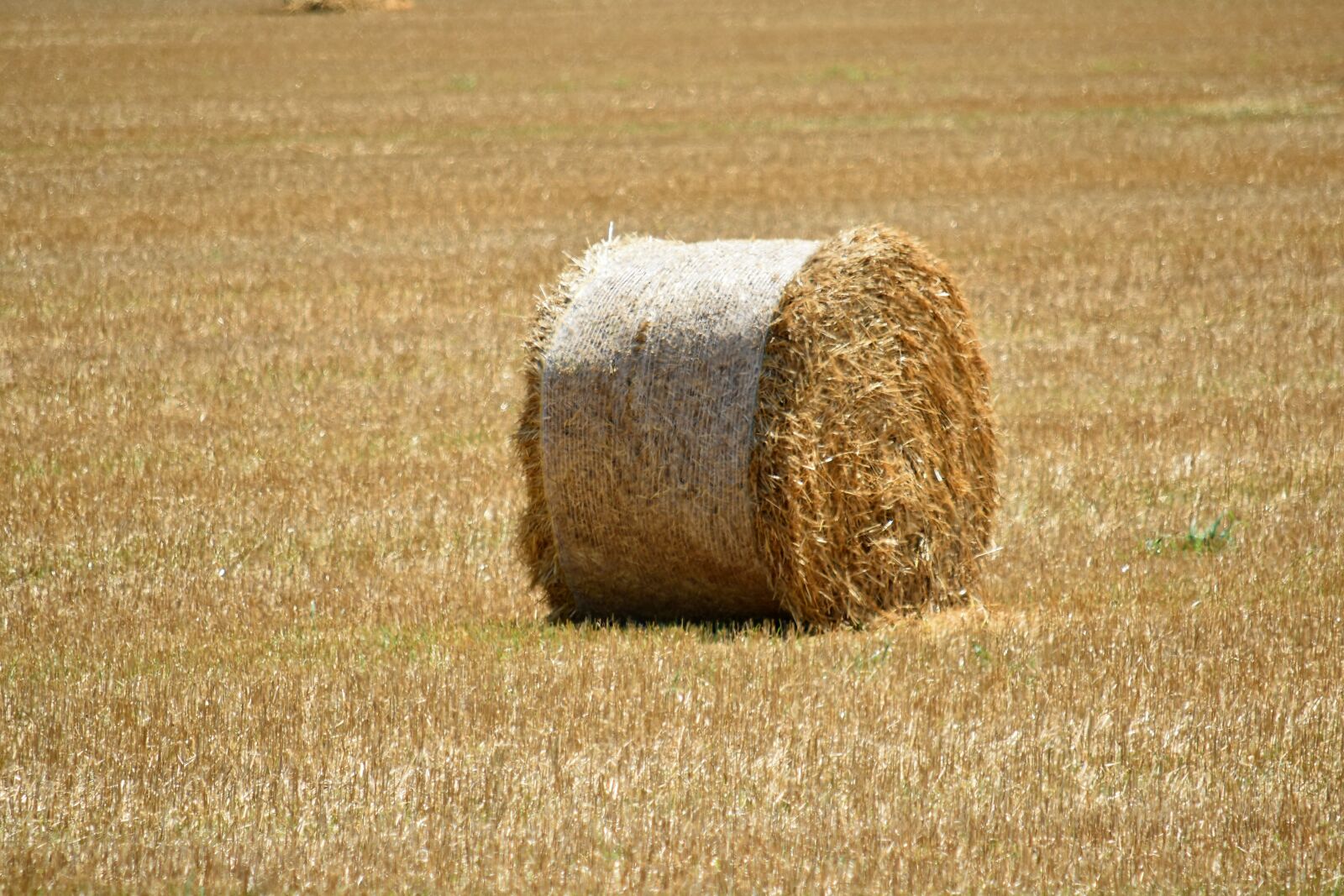 Nikon D5500 sample photo. Agriculture, bale, circle, countryside photography