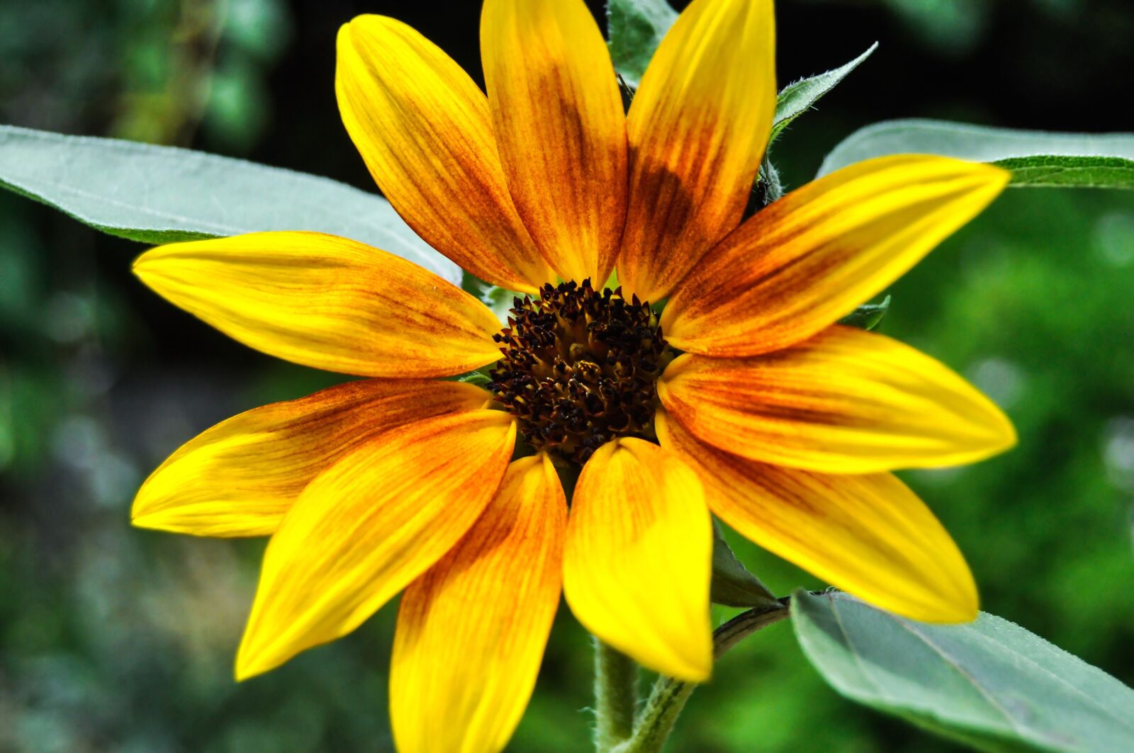 Nikon D90 sample photo. Sunflower, yellow, garden photography