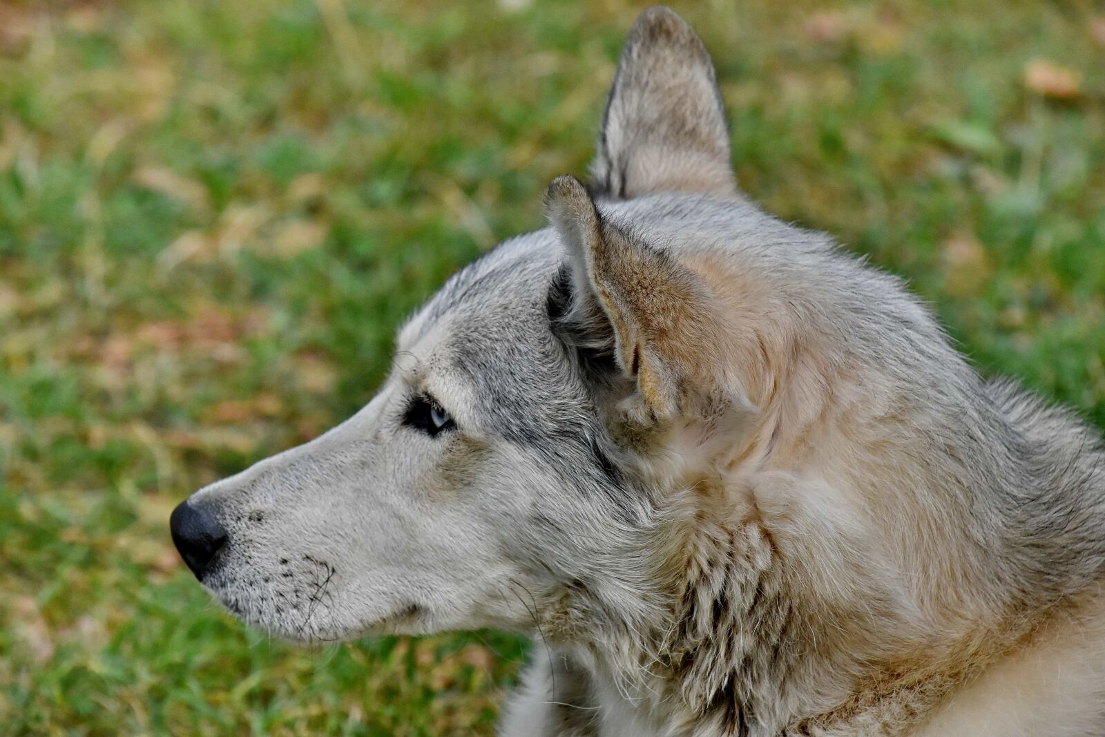 Nikon D5500 sample photo. Beautiful photo, husky, looking photography