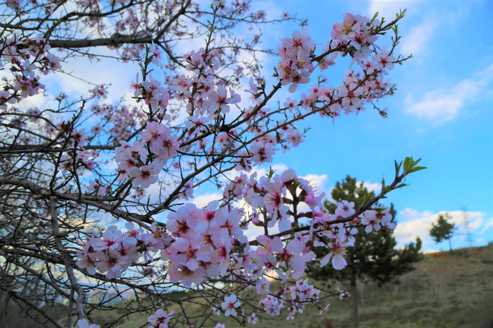Canon EF 24-105mm F4L IS USM sample photo. Tree, flower, plant photography