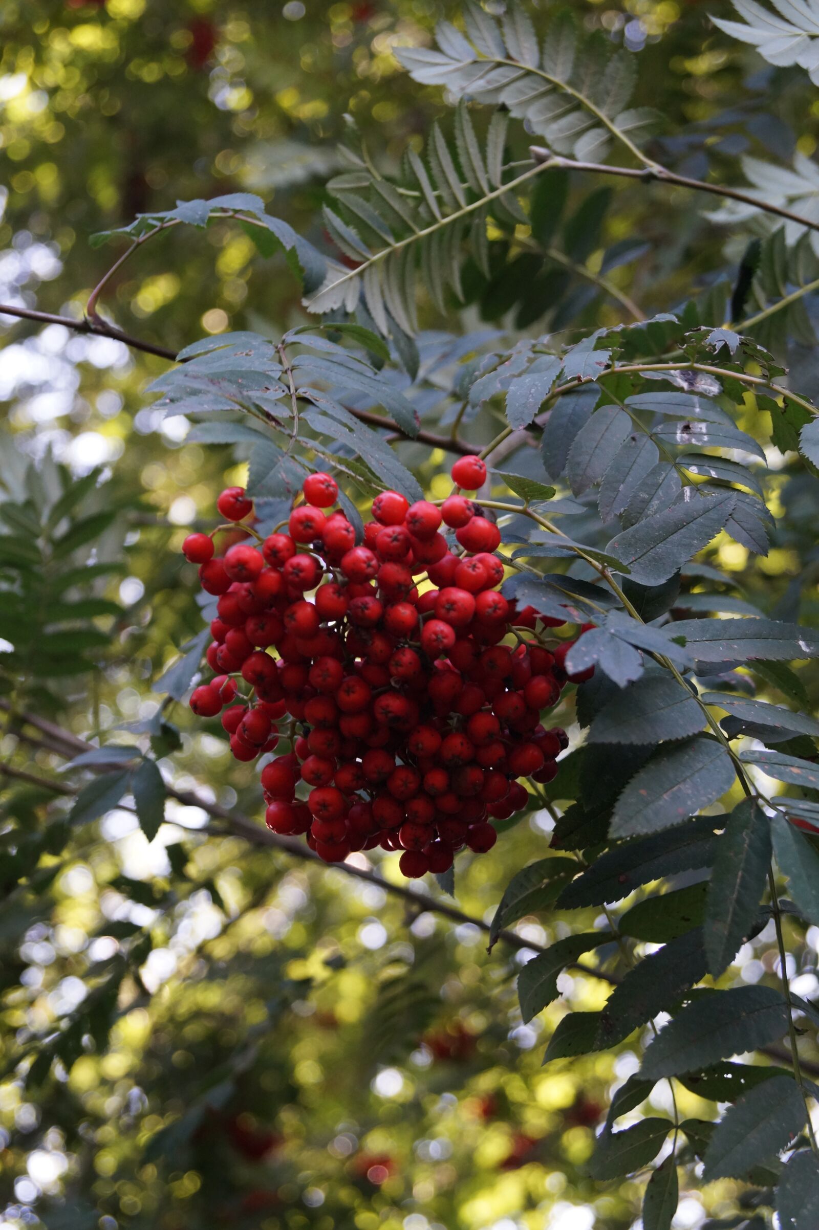 Sony DT 18-55mm F3.5-5.6 SAM II sample photo. Berries, leaves, nature photography