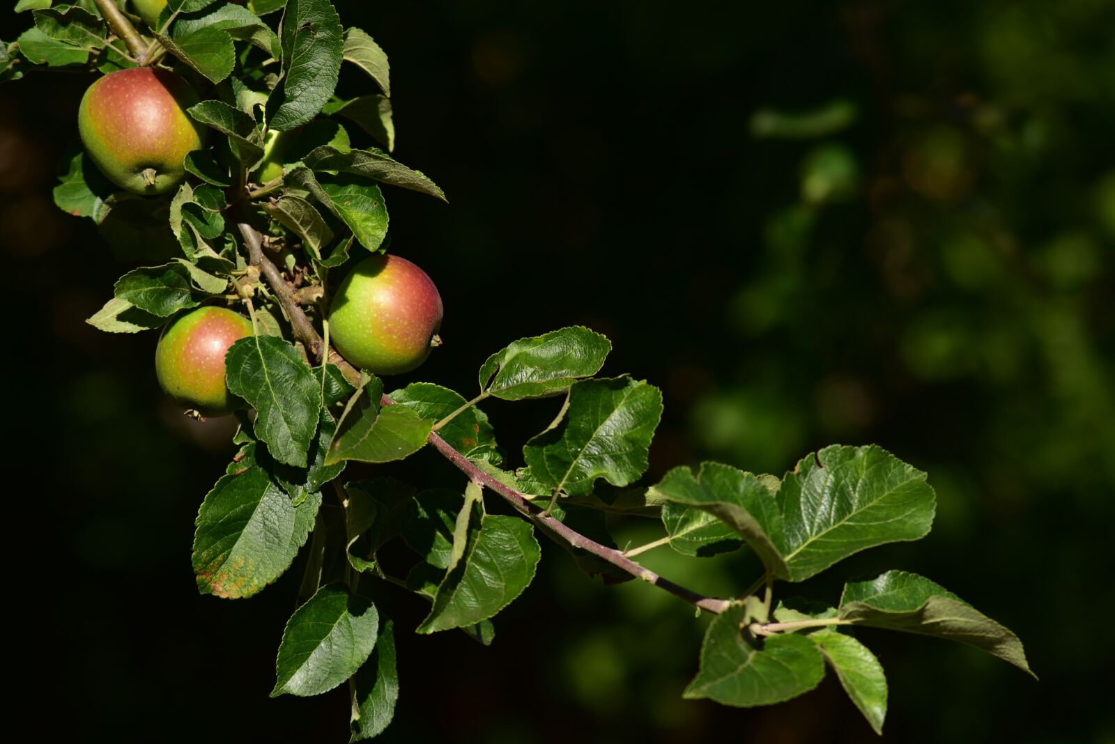 Nikon D750 sample photo. Apple tree, apple, branch photography