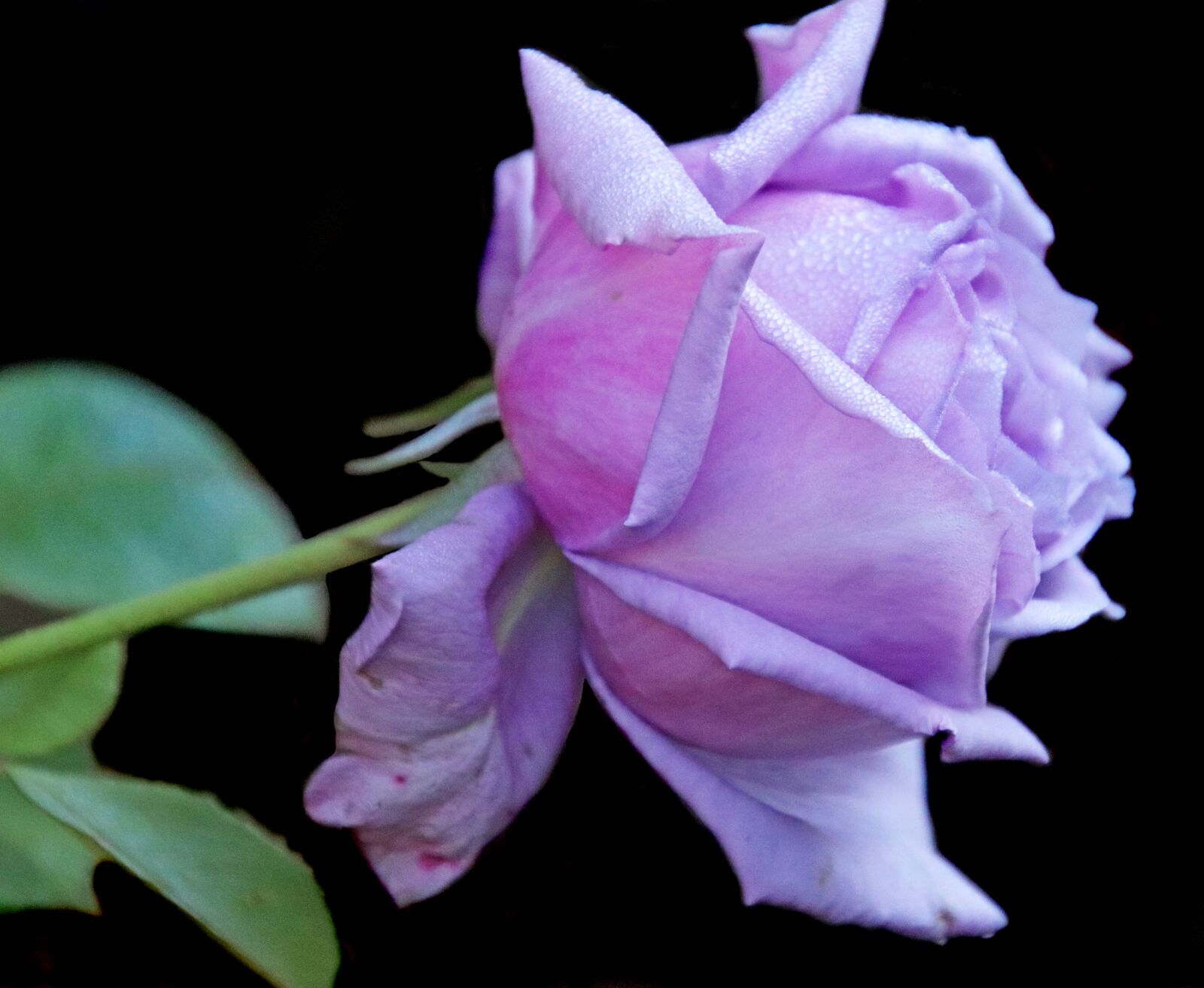 Canon EOS 800D (EOS Rebel T7i / EOS Kiss X9i) sample photo. Flower, rose, bloom photography