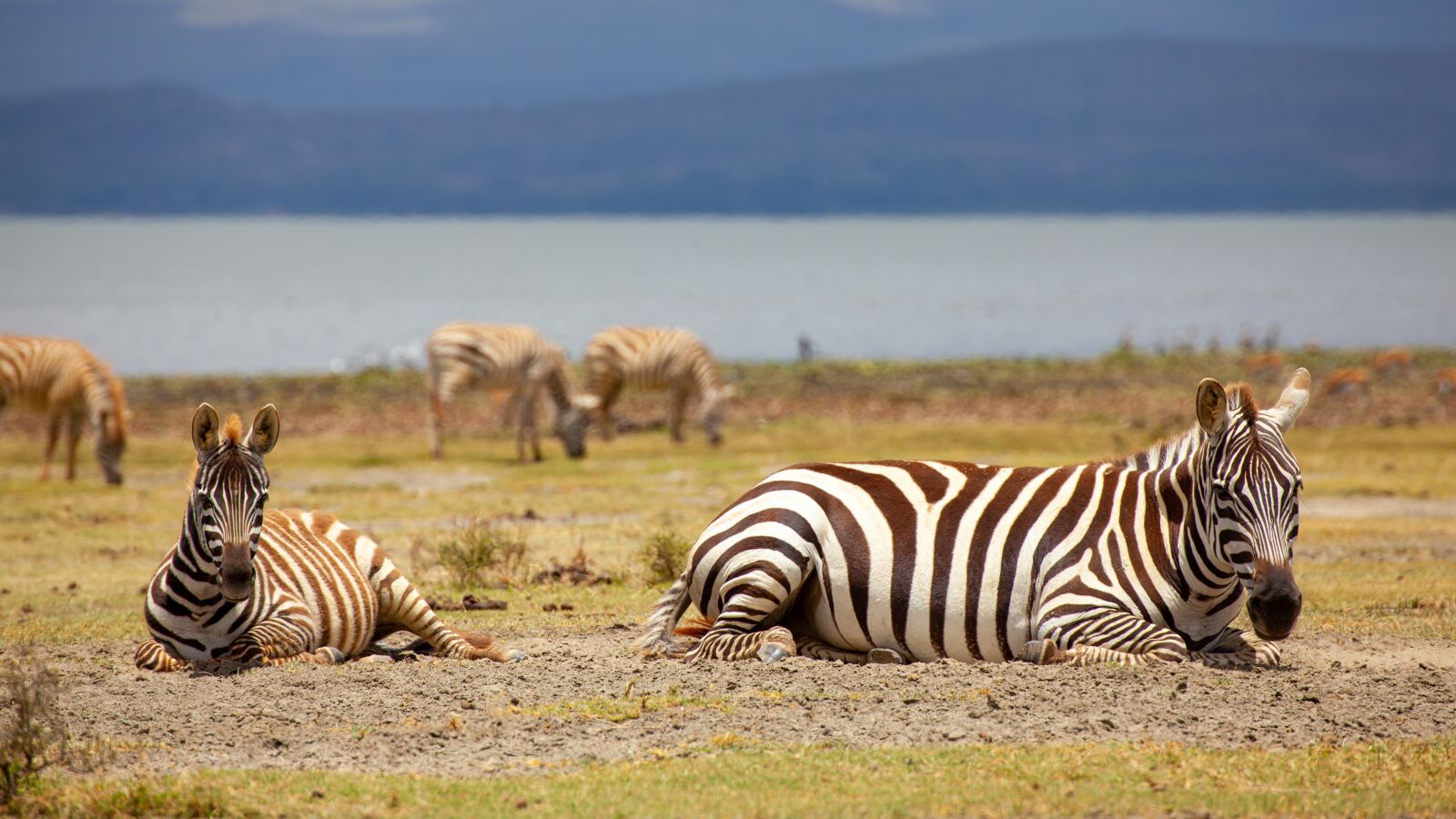 Canon EOS 5D Mark II sample photo. Zebras, concerns, water photography