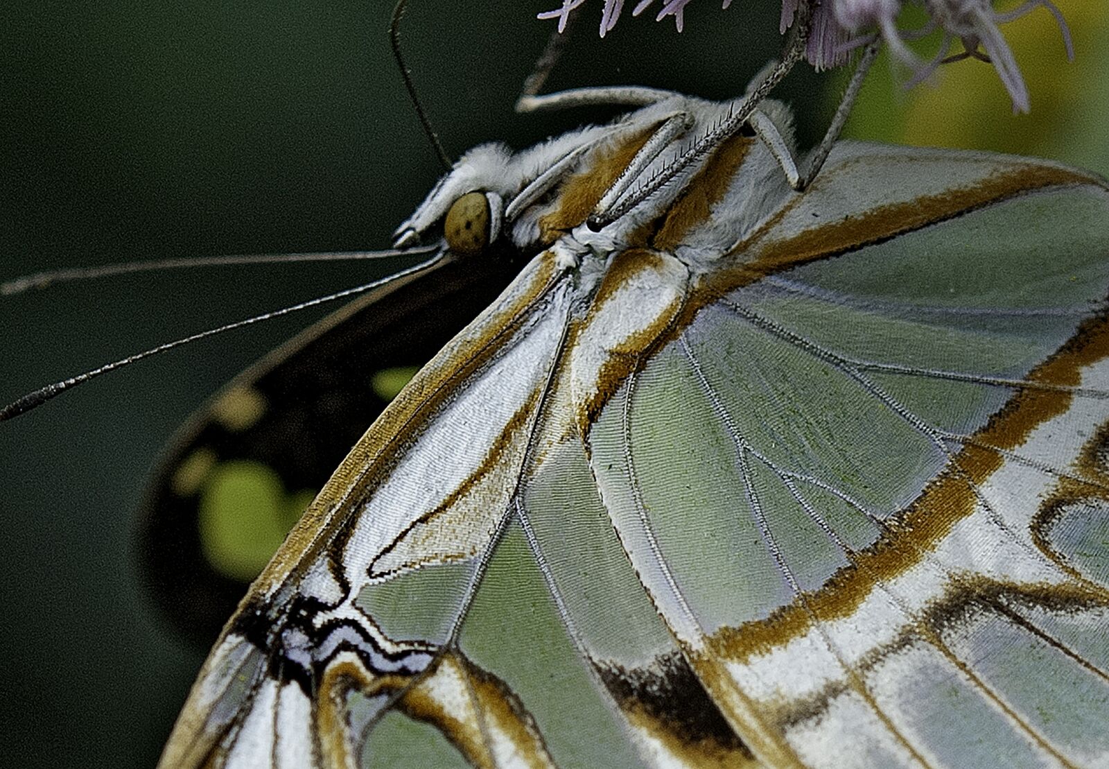 Nikon D80 sample photo. Butterfly, nature, wing photography