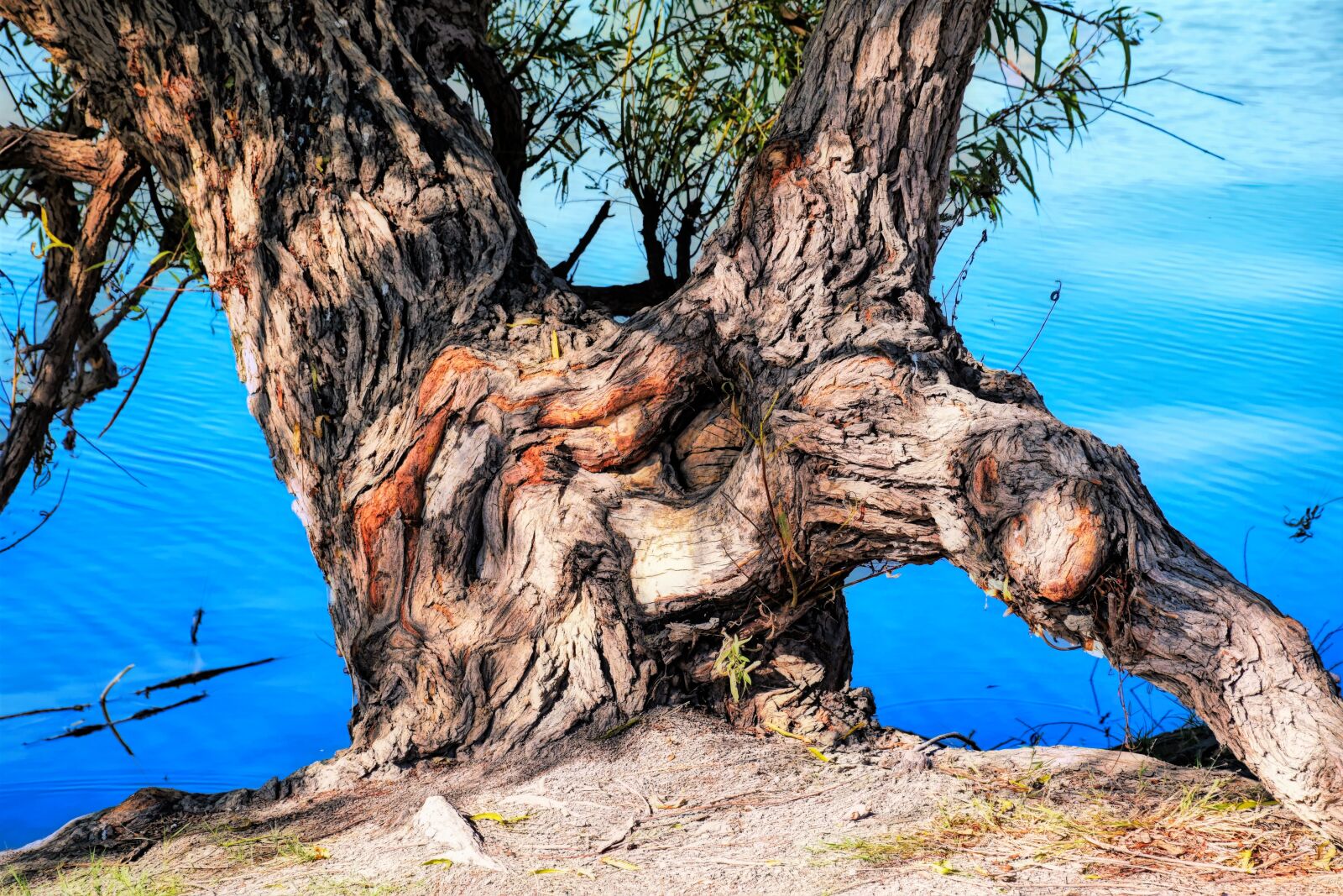 Nikon D5500 sample photo. Tree trunk, kyle lake photography
